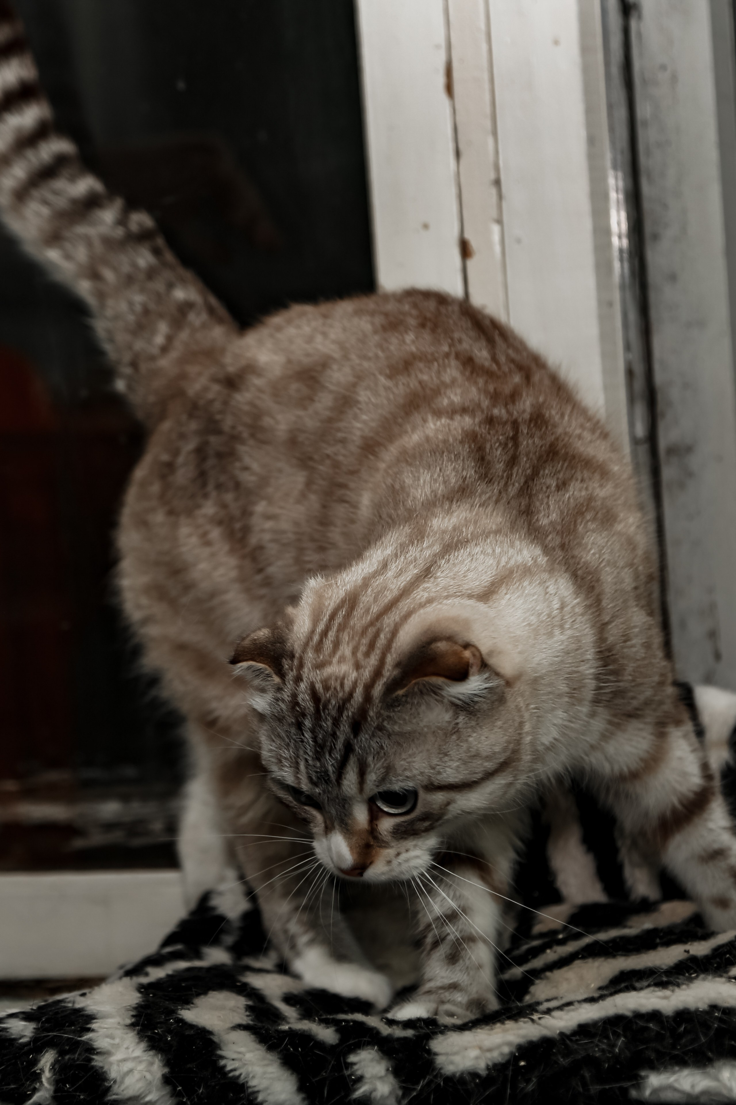 Приют Кошкин Дом Филимоша. Ваш фотограф в Оренбурге Рощупкина Екатерина