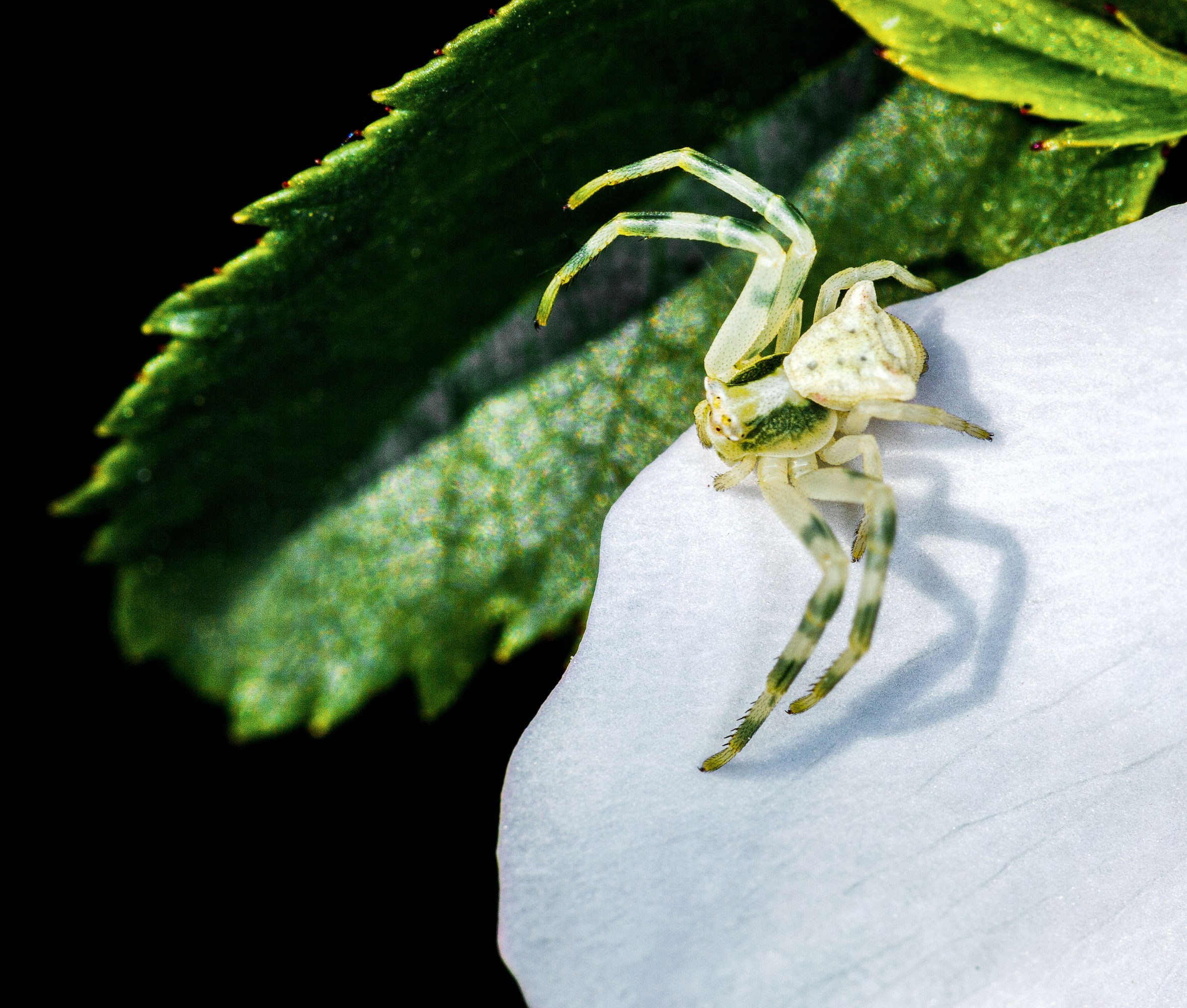 свадебный фотограф Геленджик