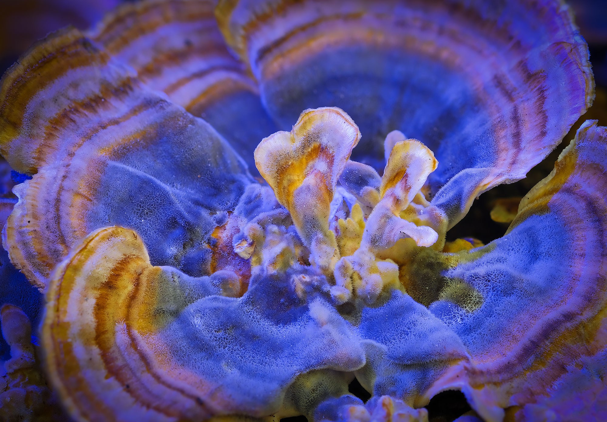 Макросъемка