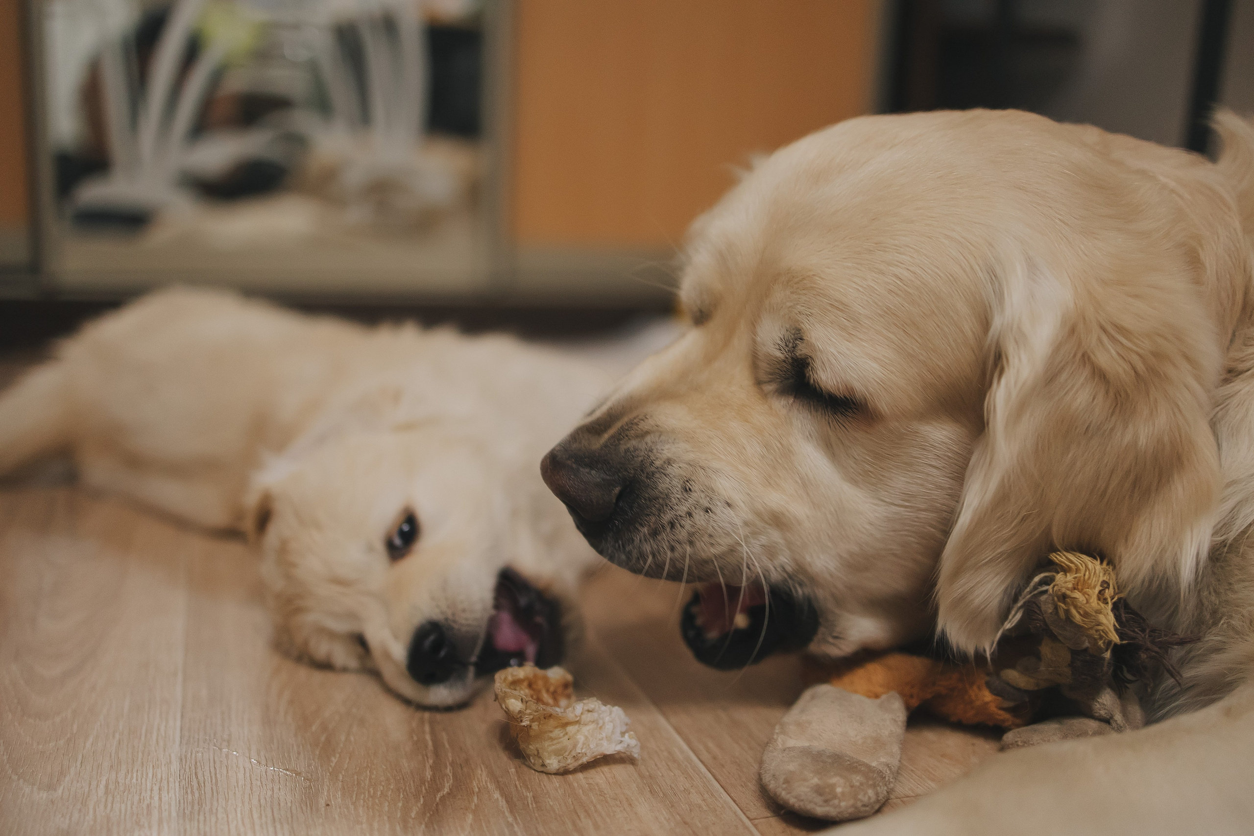 Снежик и Веста, НГ. Свадебный и женский фотограф