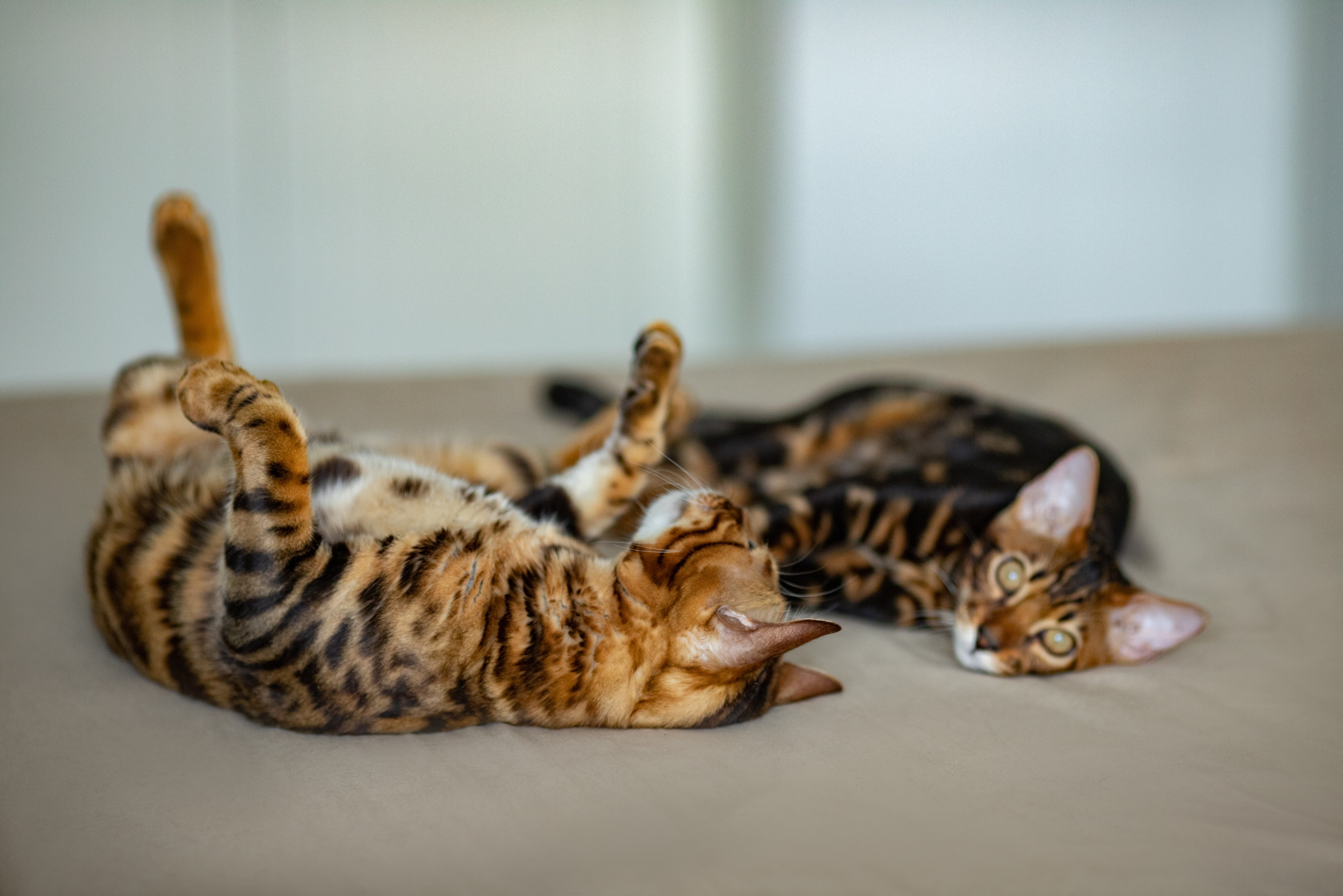 Питомник Бенгальских кошек Минск