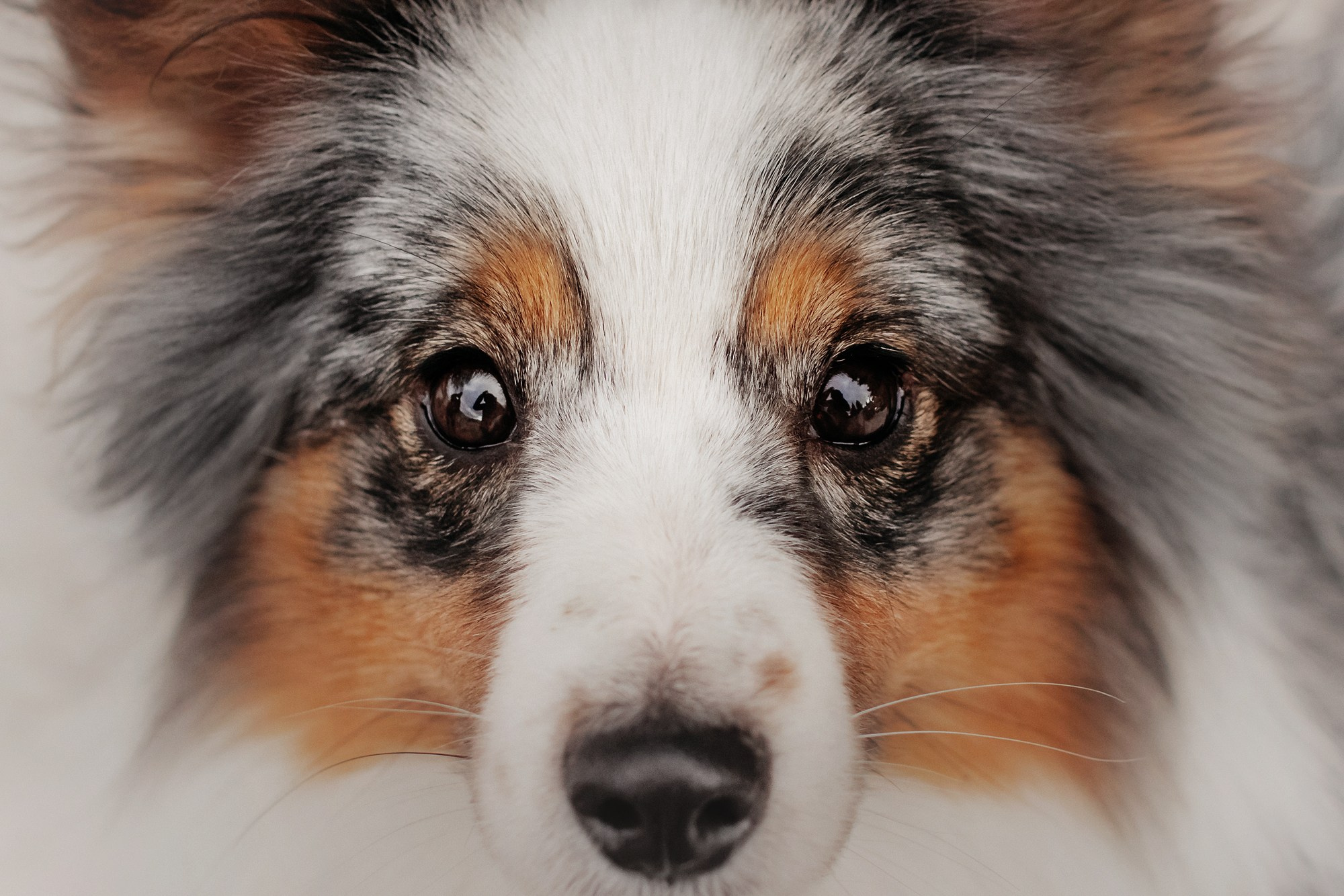 Марина и Кутька. Фотограф Наталья Потапова