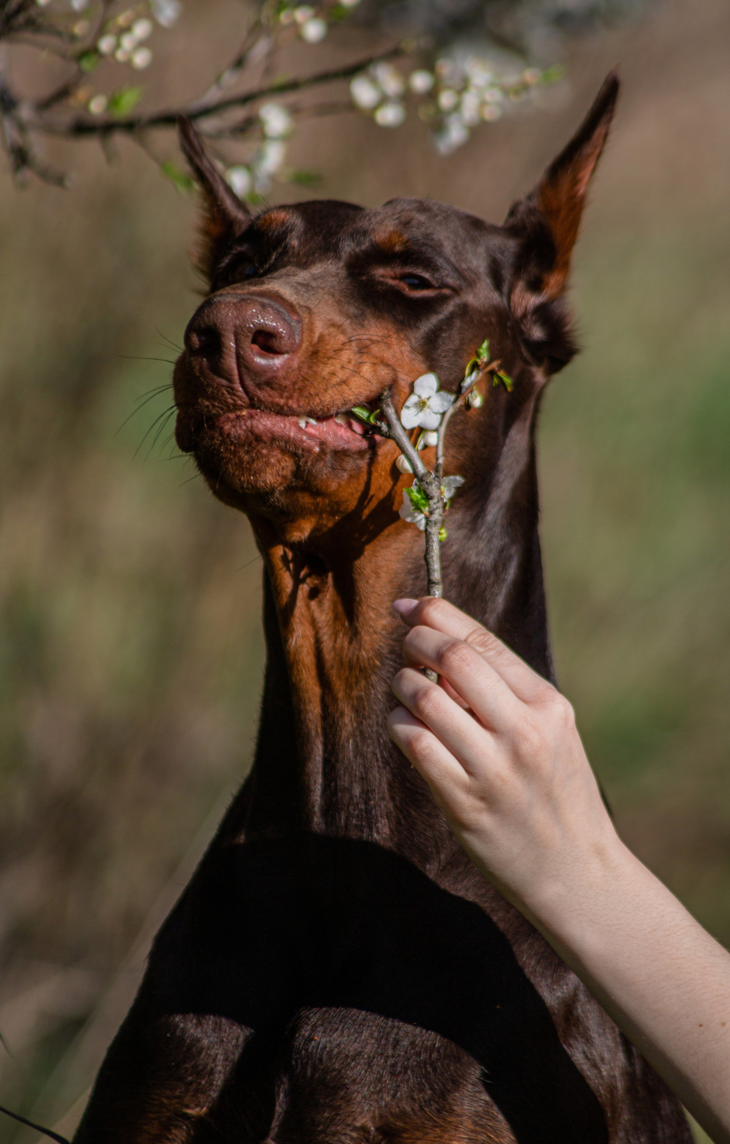 Фотосессия с животными в Симферополе. Свадебный и семейный Фотограф в Крыму и Симферополе Виктория Максимова