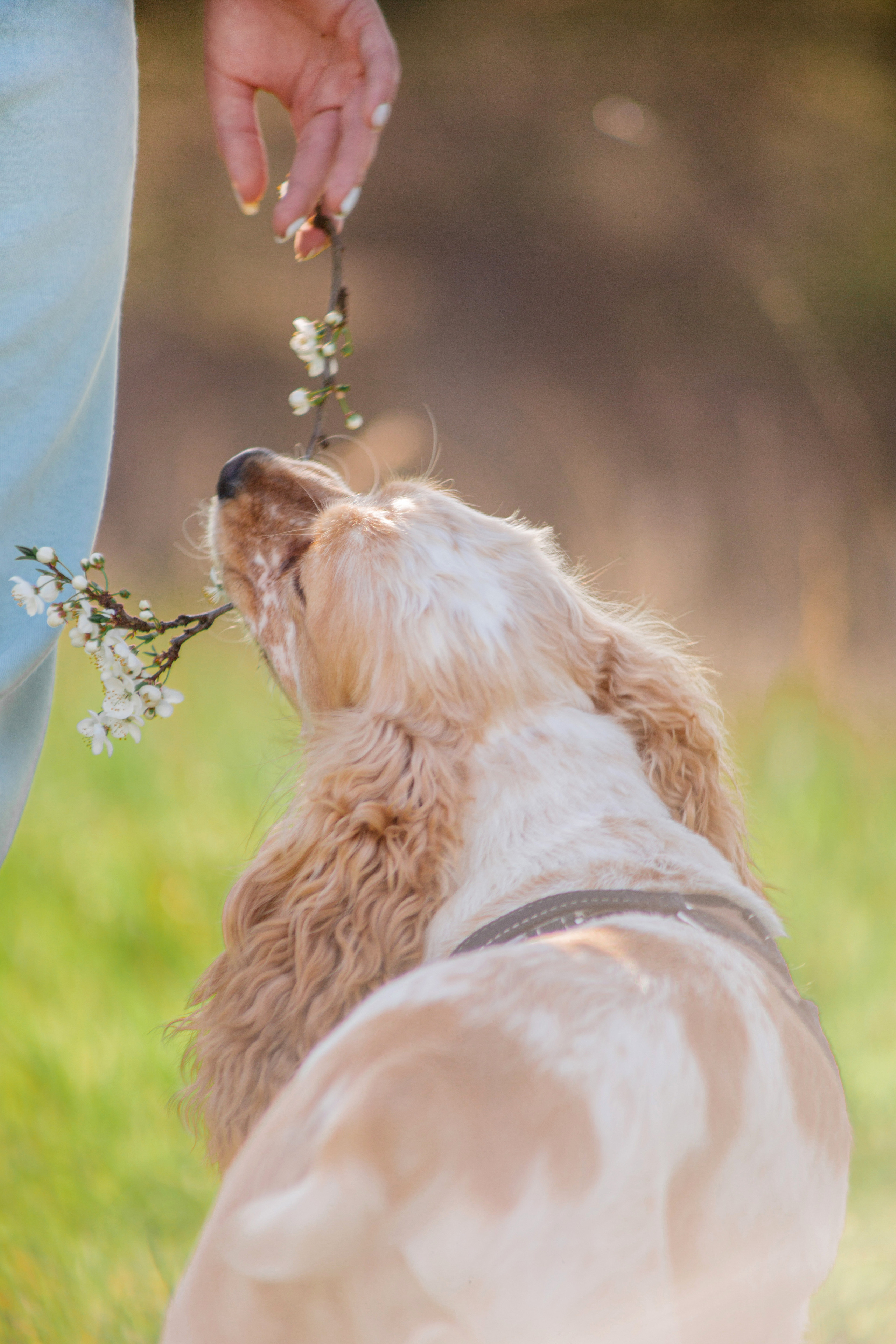Фотосессия с животными в Симферополе. Свадебный и семейный Фотограф в Крыму и Симферополе Виктория Максимова