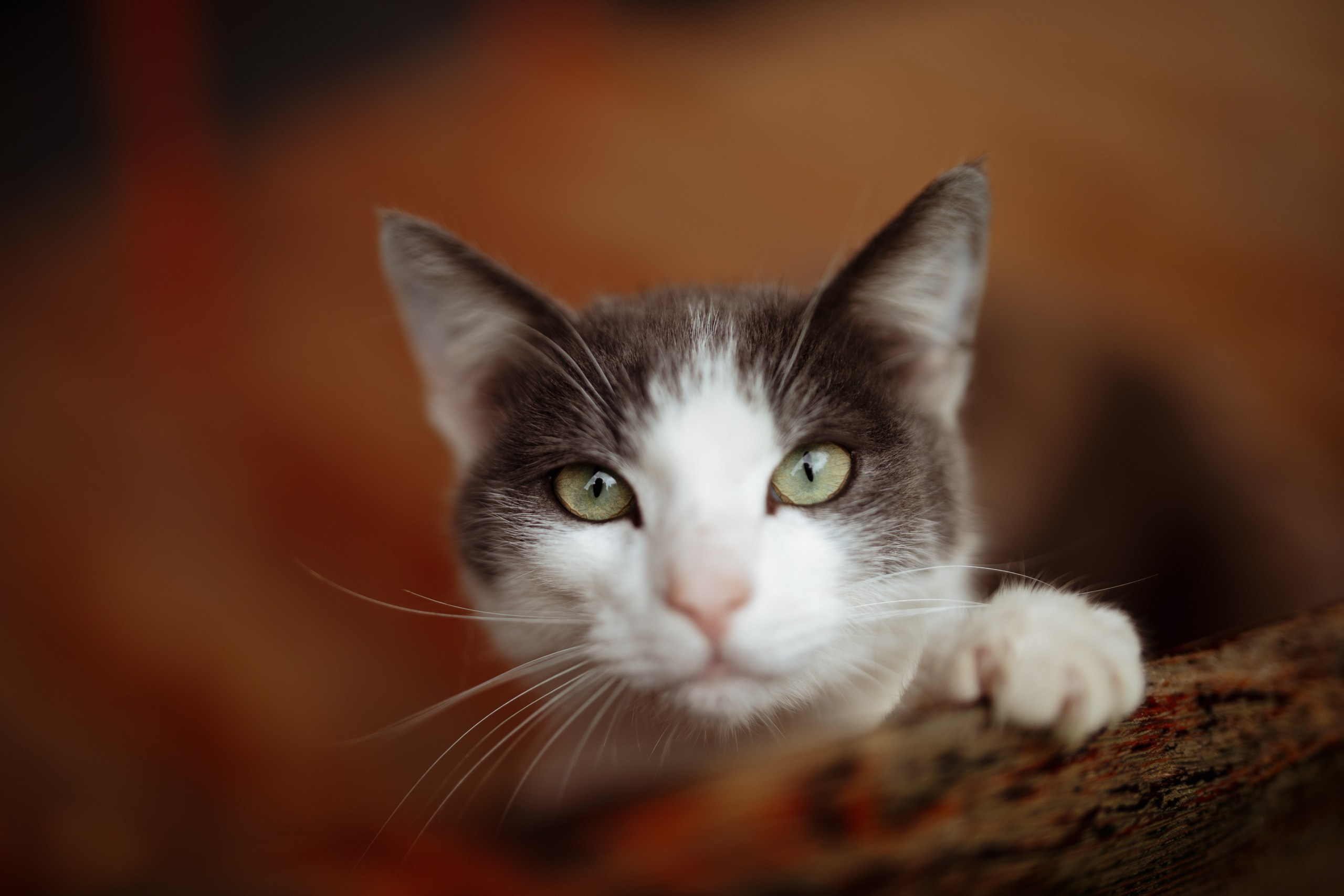 Сюжет № 11|Виктория Алексеенко