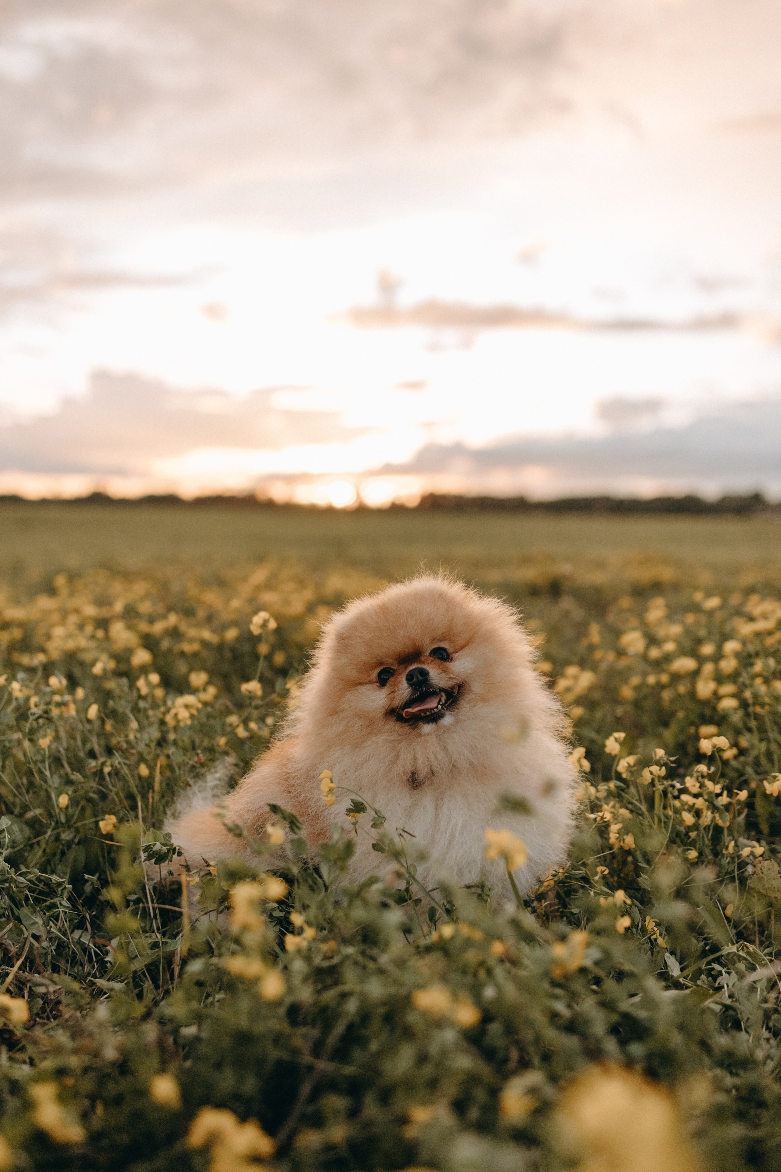 Стив и его семья. Фотограф — Анималист | Санкт-Петербург