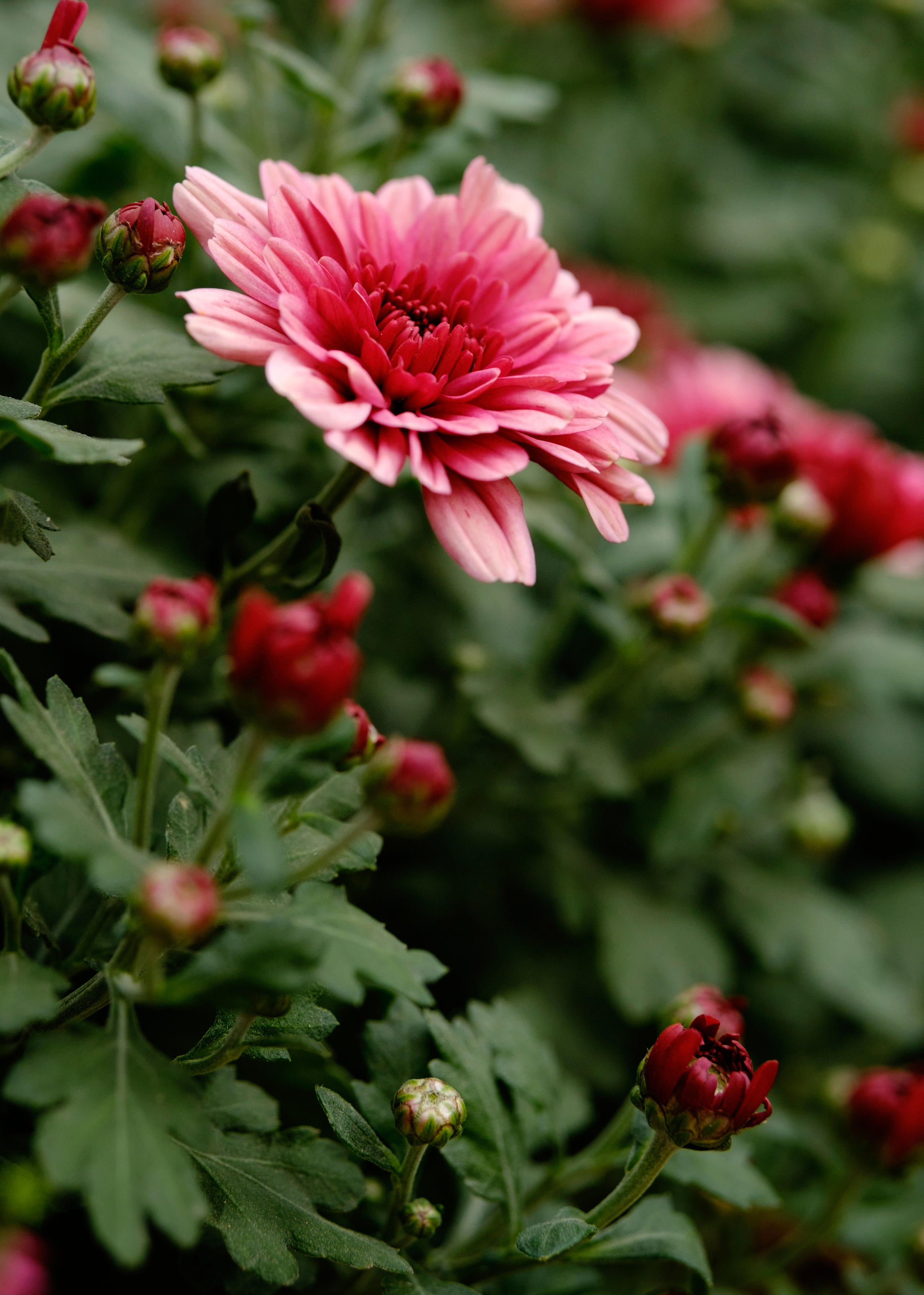 Chrysánthemum Хризантема