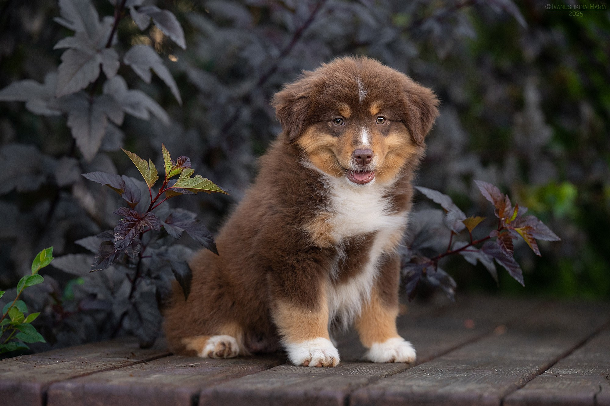 Фотосессия щенков на продажу. Фотограф собак в Москве и Московской области Иванушкина Мария