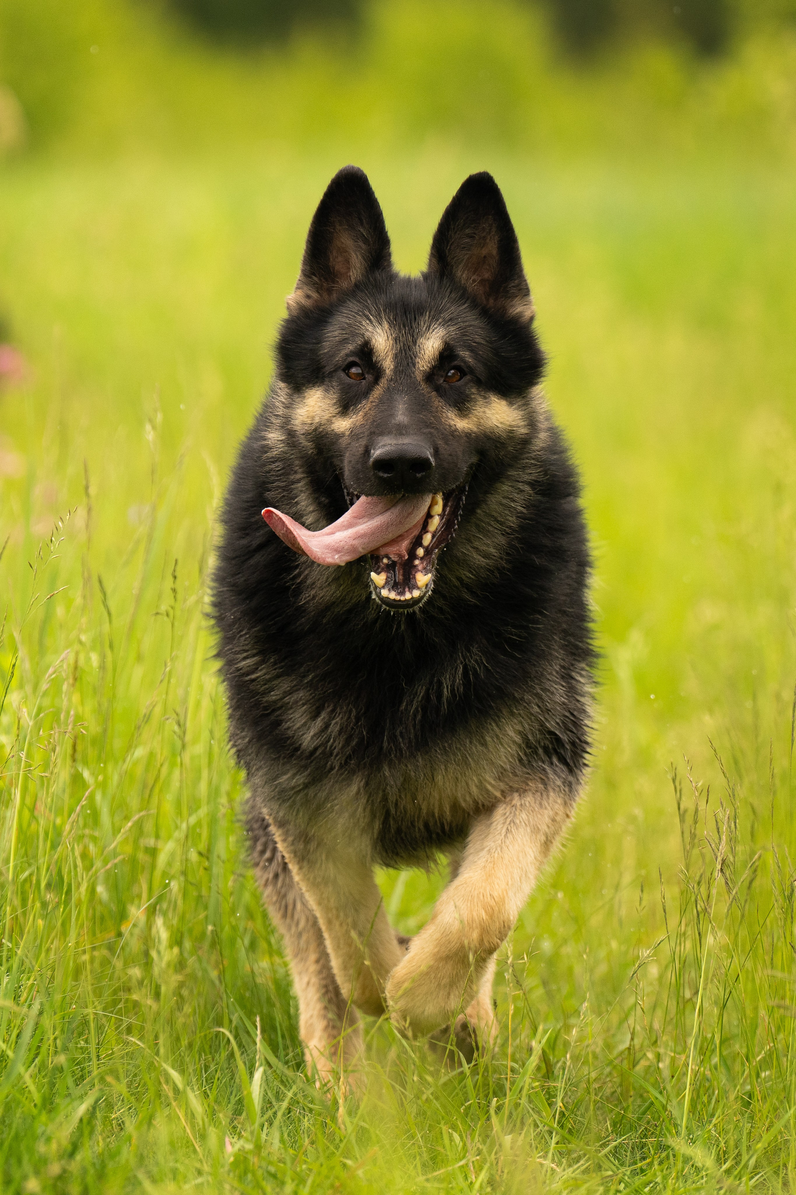Фотограф анималист в Сочи — профессиональная съемка домашних животных. Профессиональная фотосъемка в Сочи: репортаж, предметная, ювелирная фотосъемка, недвижимость, фуд-фотография. Фотограф Александр Афанасьев