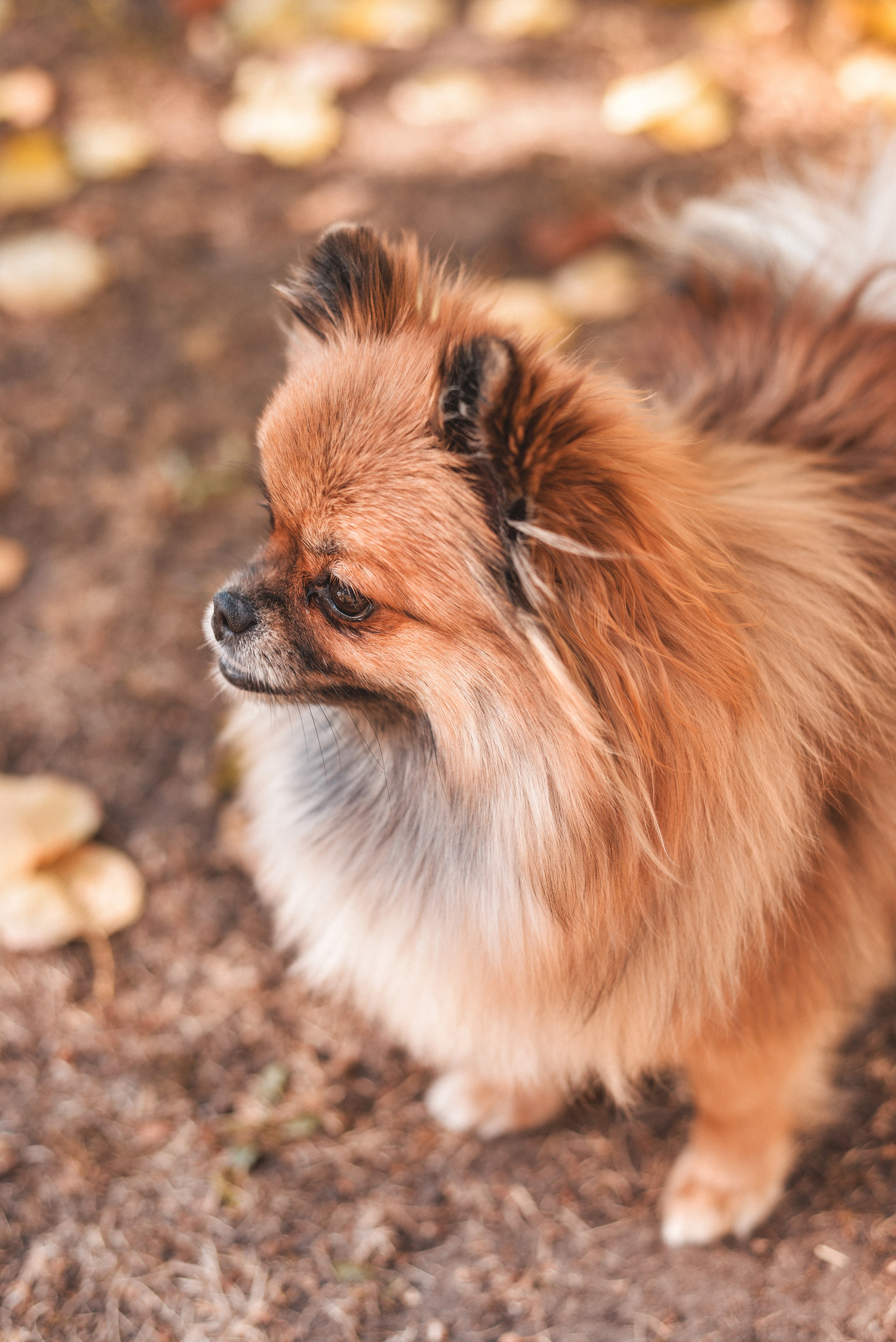 Алина с Кнопкой прогулка. Семейный и свадебный фотограф Галина Абакумова, фотосессии в Белгороде