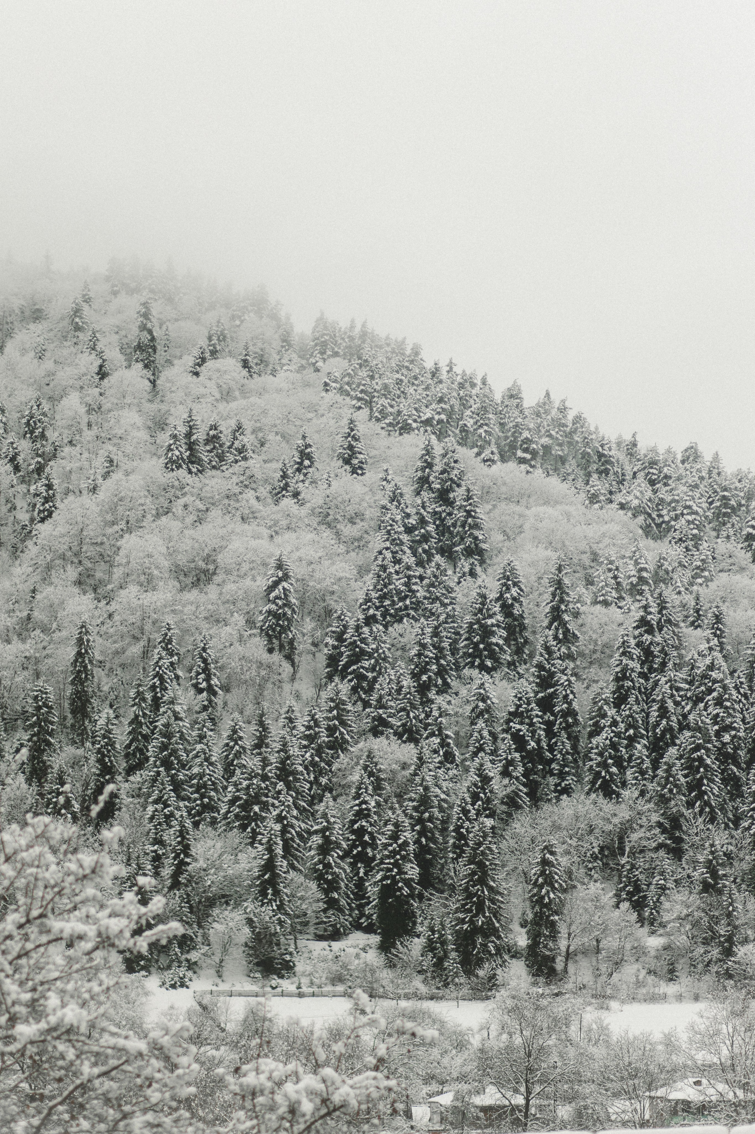 Winter in Bakuriani. Anastasia Blud Photography