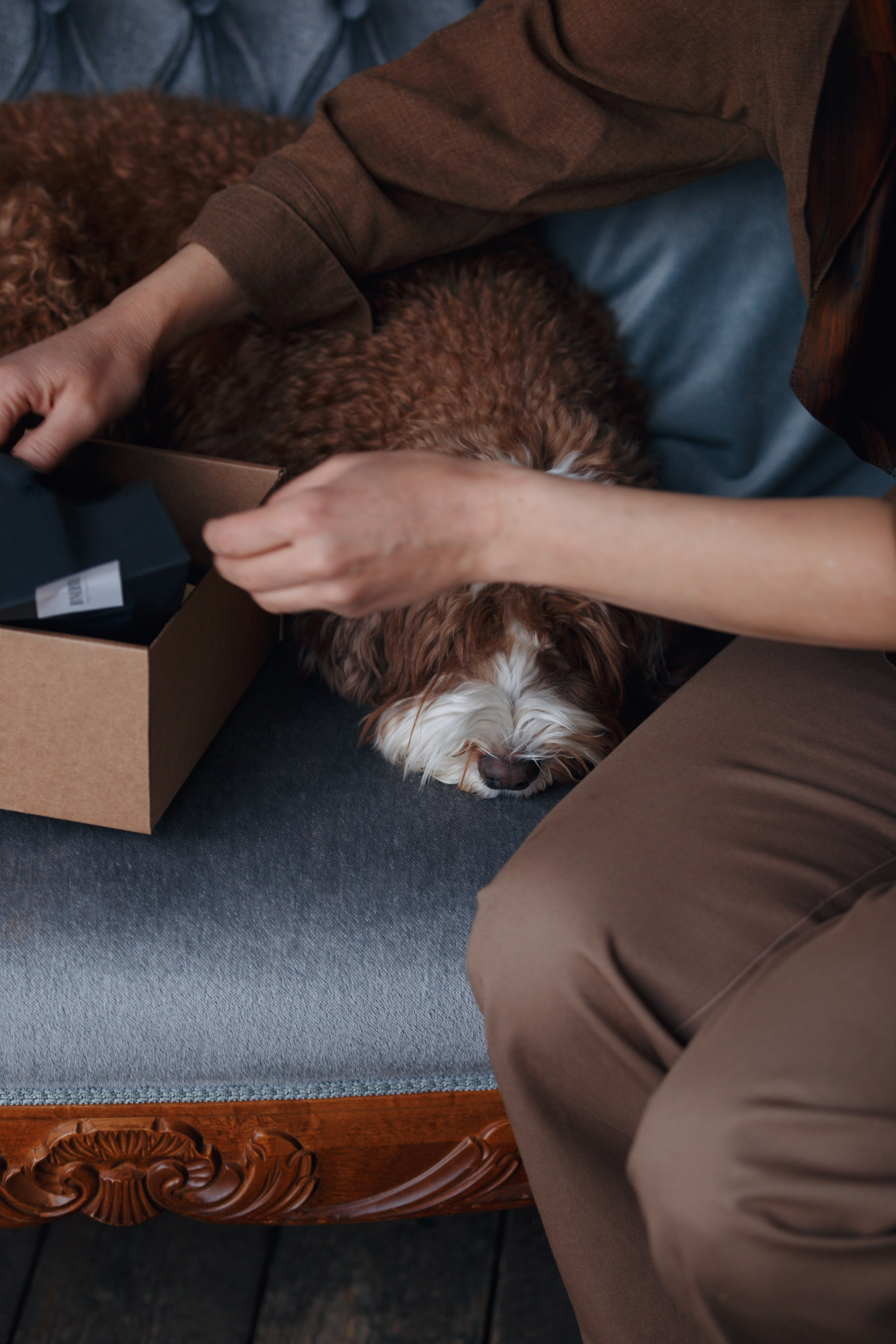 Bmbh лежанки и адресники. Фотограф анималист Кристина Карпова, Москва