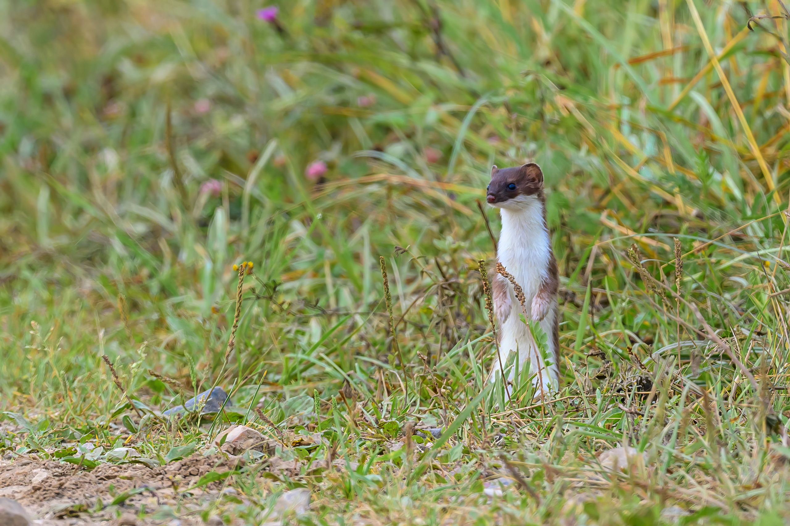 Горностай, чечевица и подорлик. Wildlife photography by Sergey Puponin