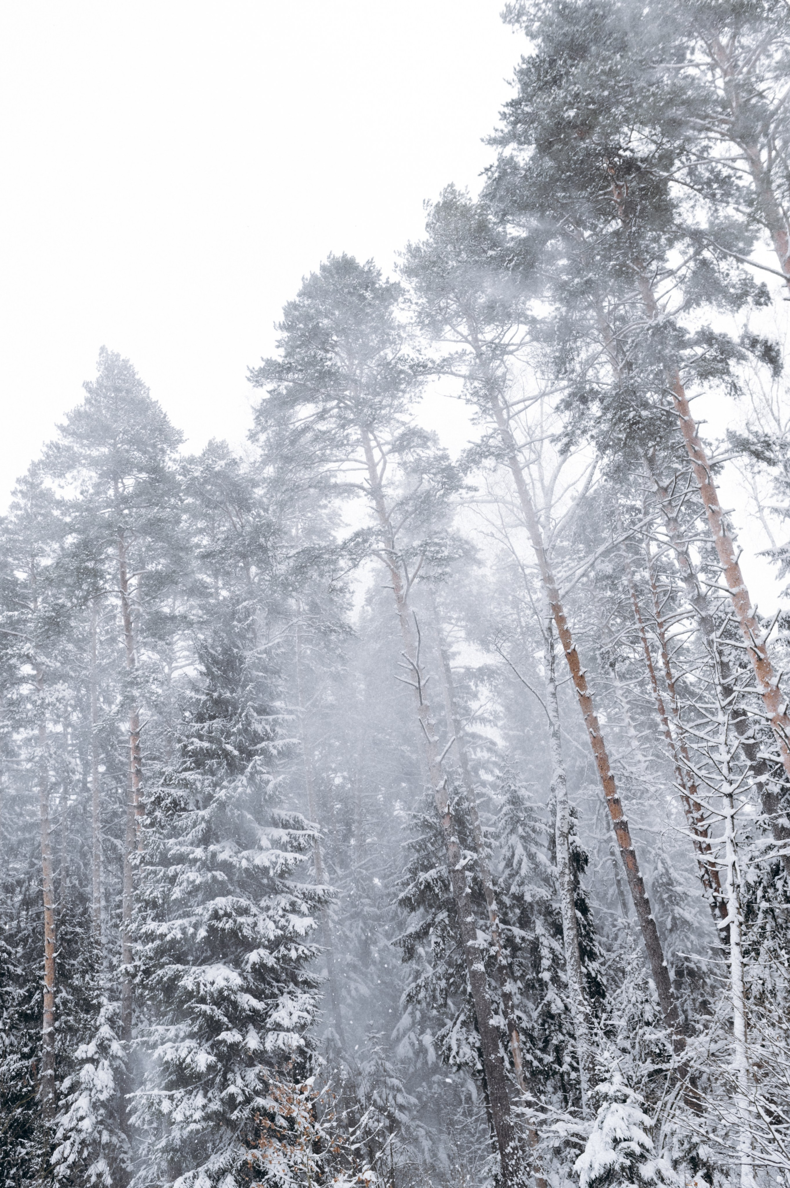 Аня и Милан. Фотограф анималист в Москве Ольга Агушева