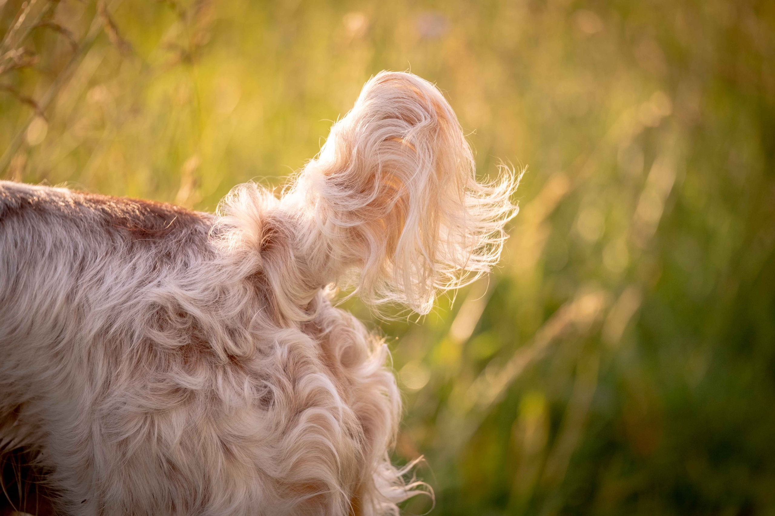 Спаниель Джет!. Зоофотограф, фотограф животных в Москве и области Дина Дамоцева