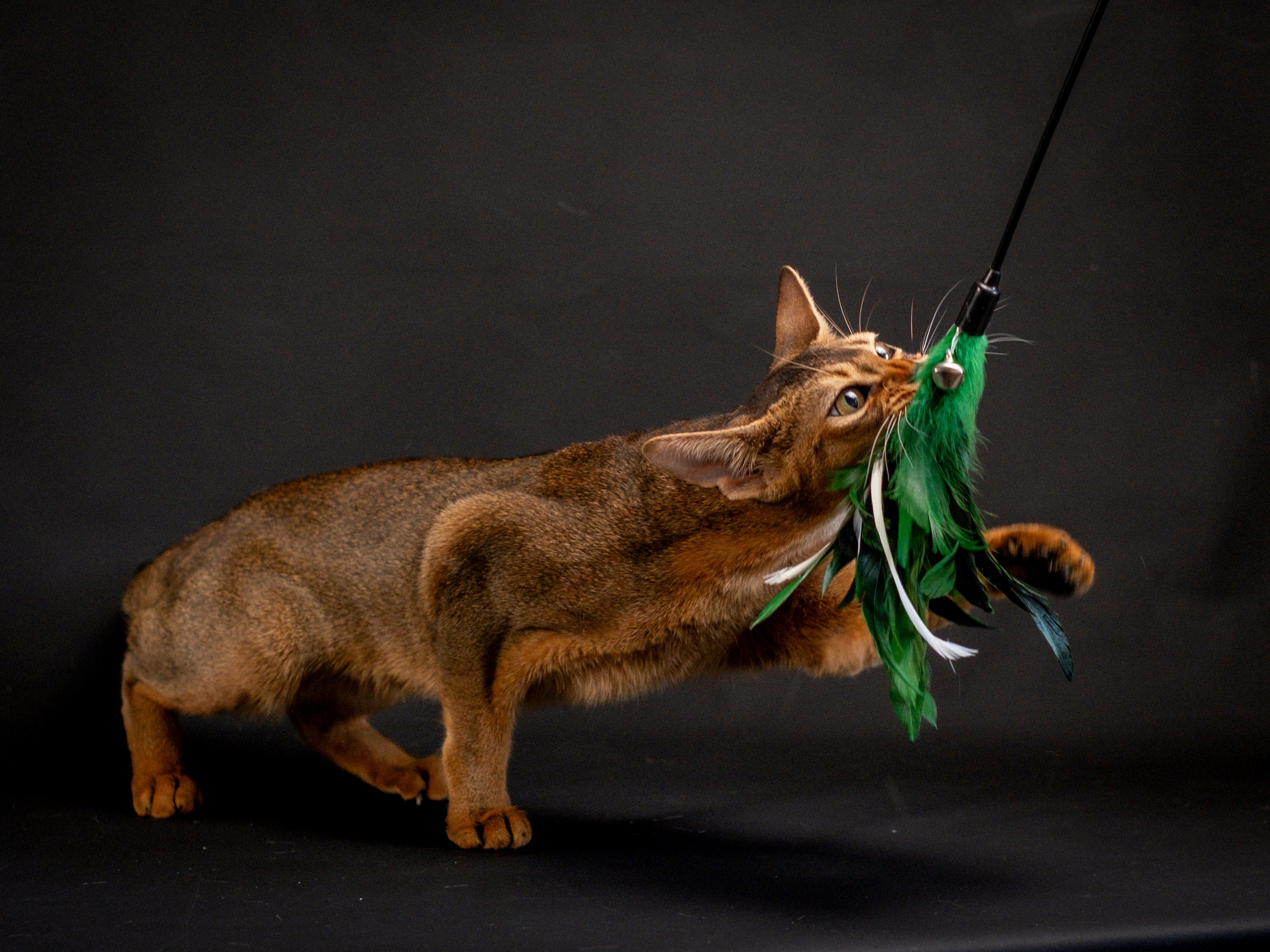Абиссинцы для Натальи). Зоофотограф, фотограф животных в Москве и области Дина Дамоцева