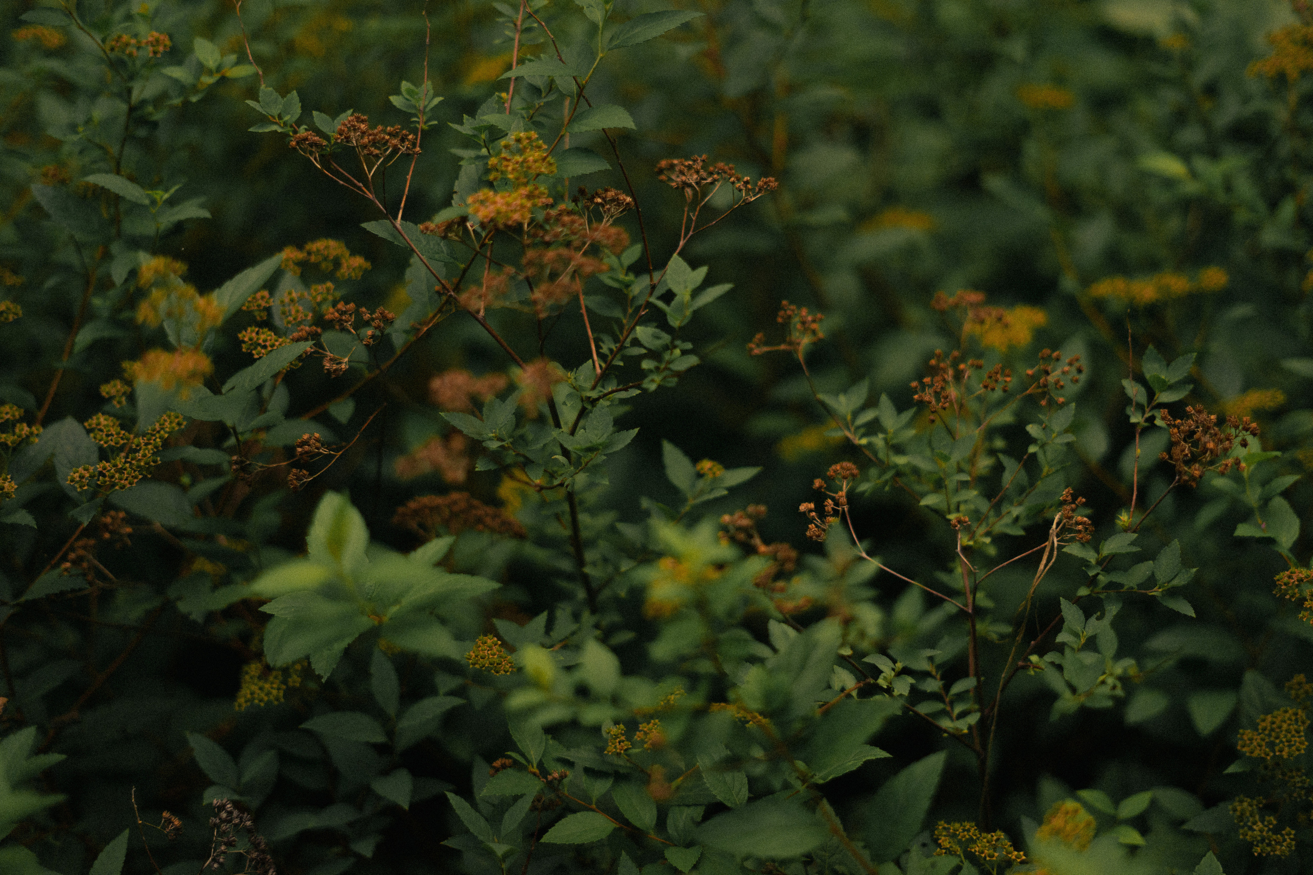 80-90. Фотограф Томск Новосибирск Елизавета Вахтеева