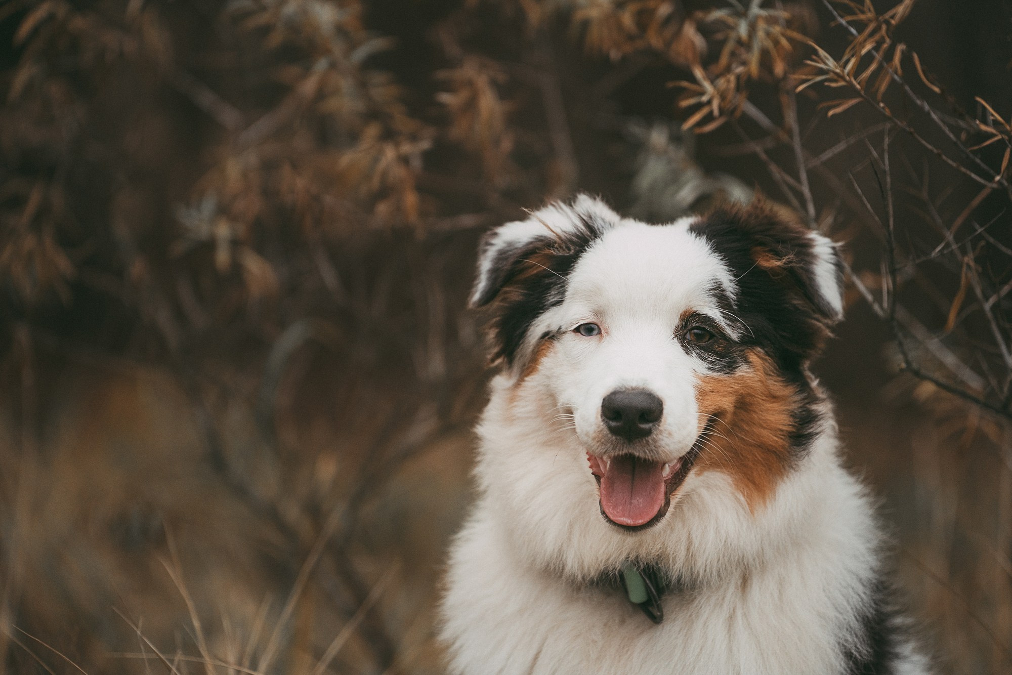 Лиза и Бублик. Фотограф анималист в Москве и Санкт-Петербурге Свиридова Анна