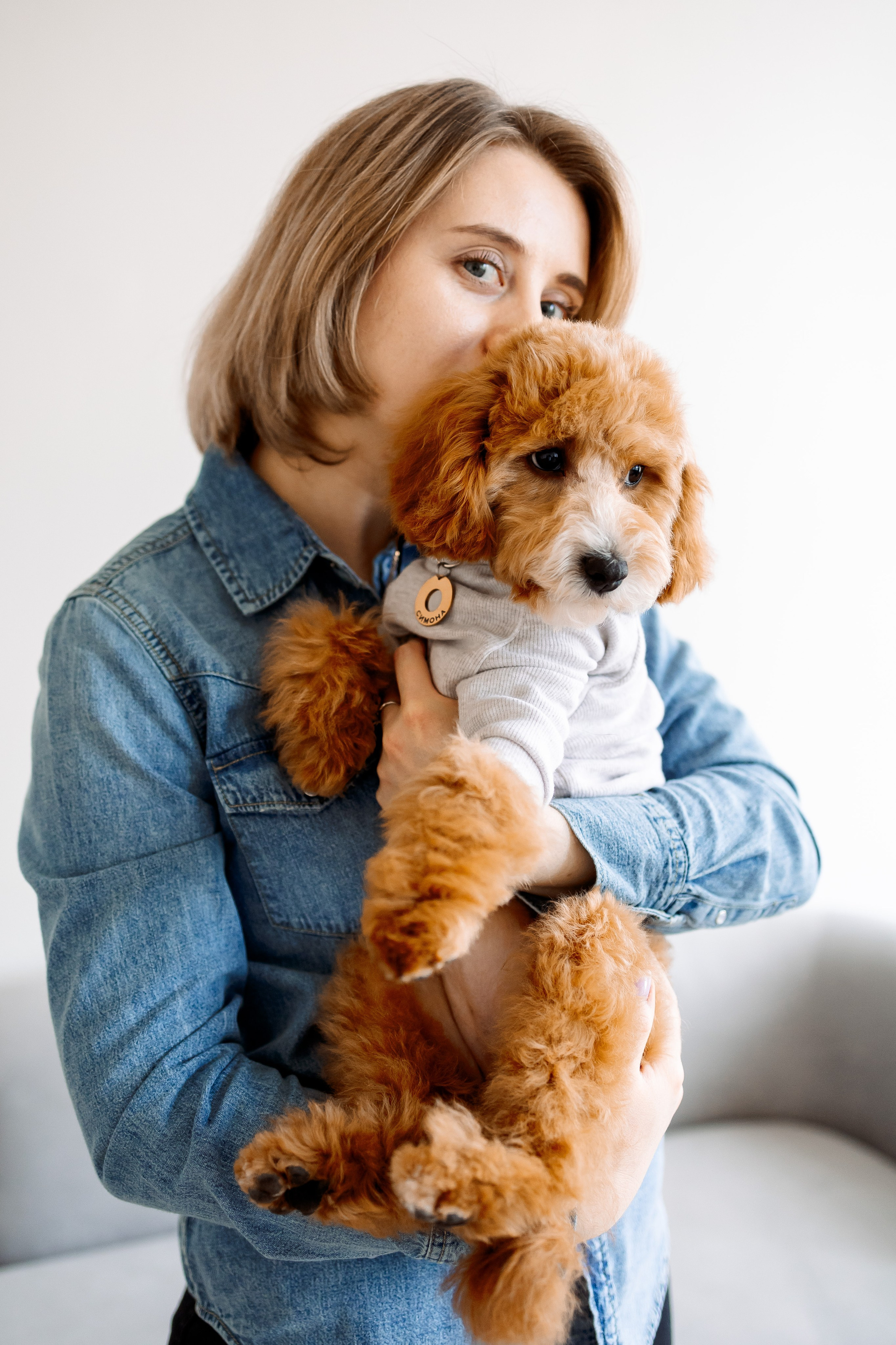 щенок мальтипу