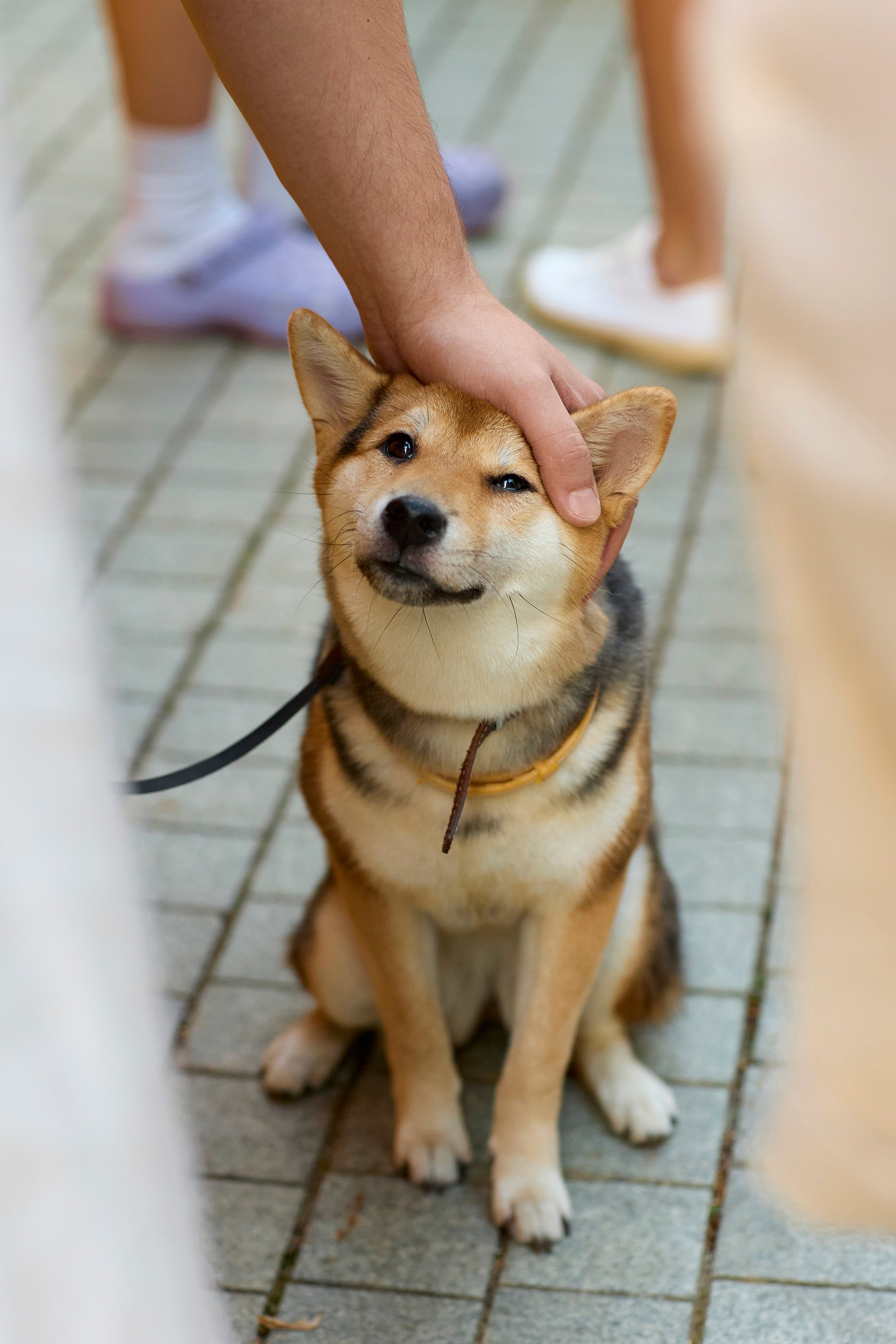 Eda.Yandex. SAVA Photographer