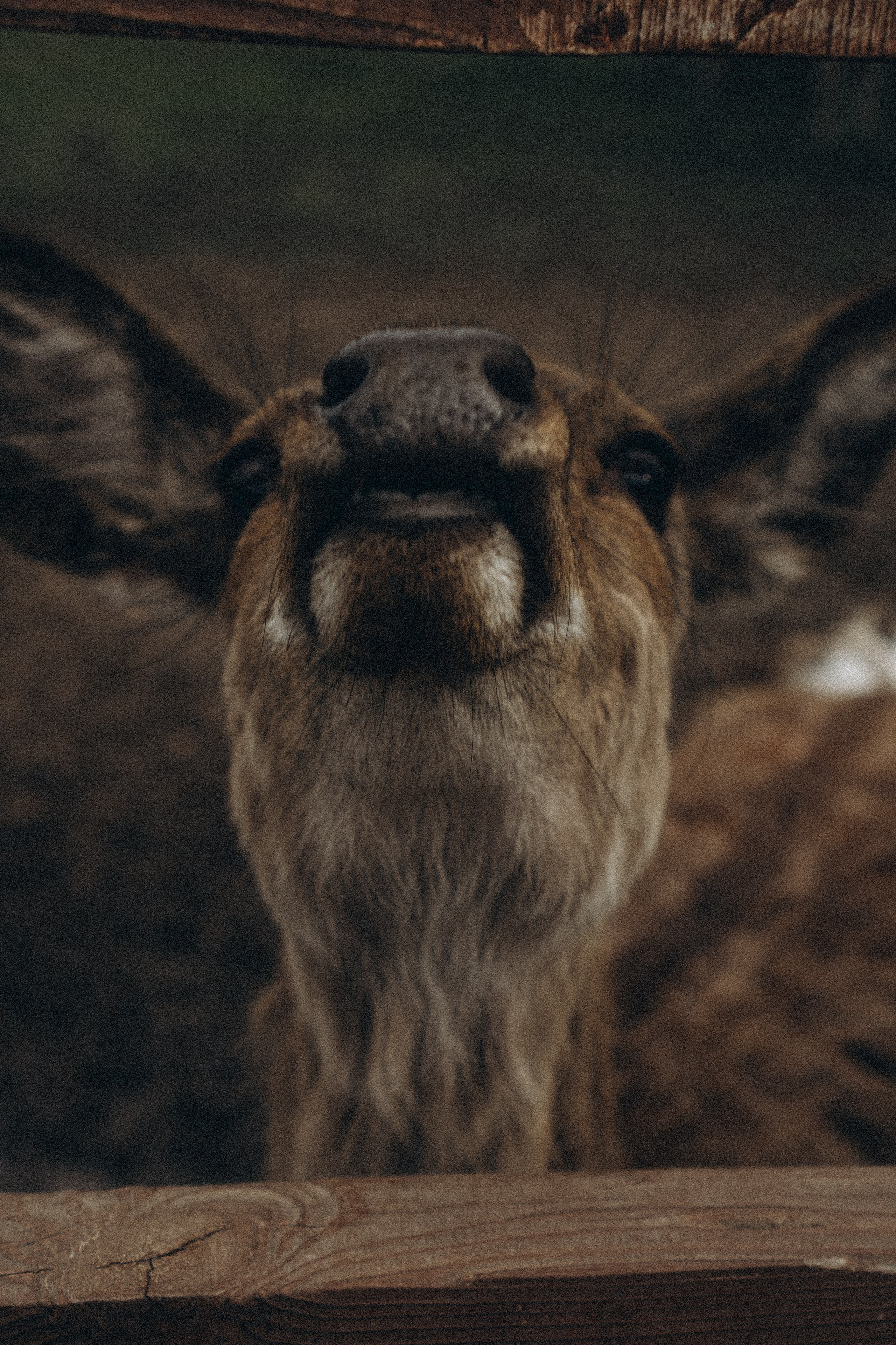 ОЛЕНЬЯ ФЕРМА В ТВЕРИ. Профессиональный фотограф, Санкт-Петербург — Виктория Богомолова
