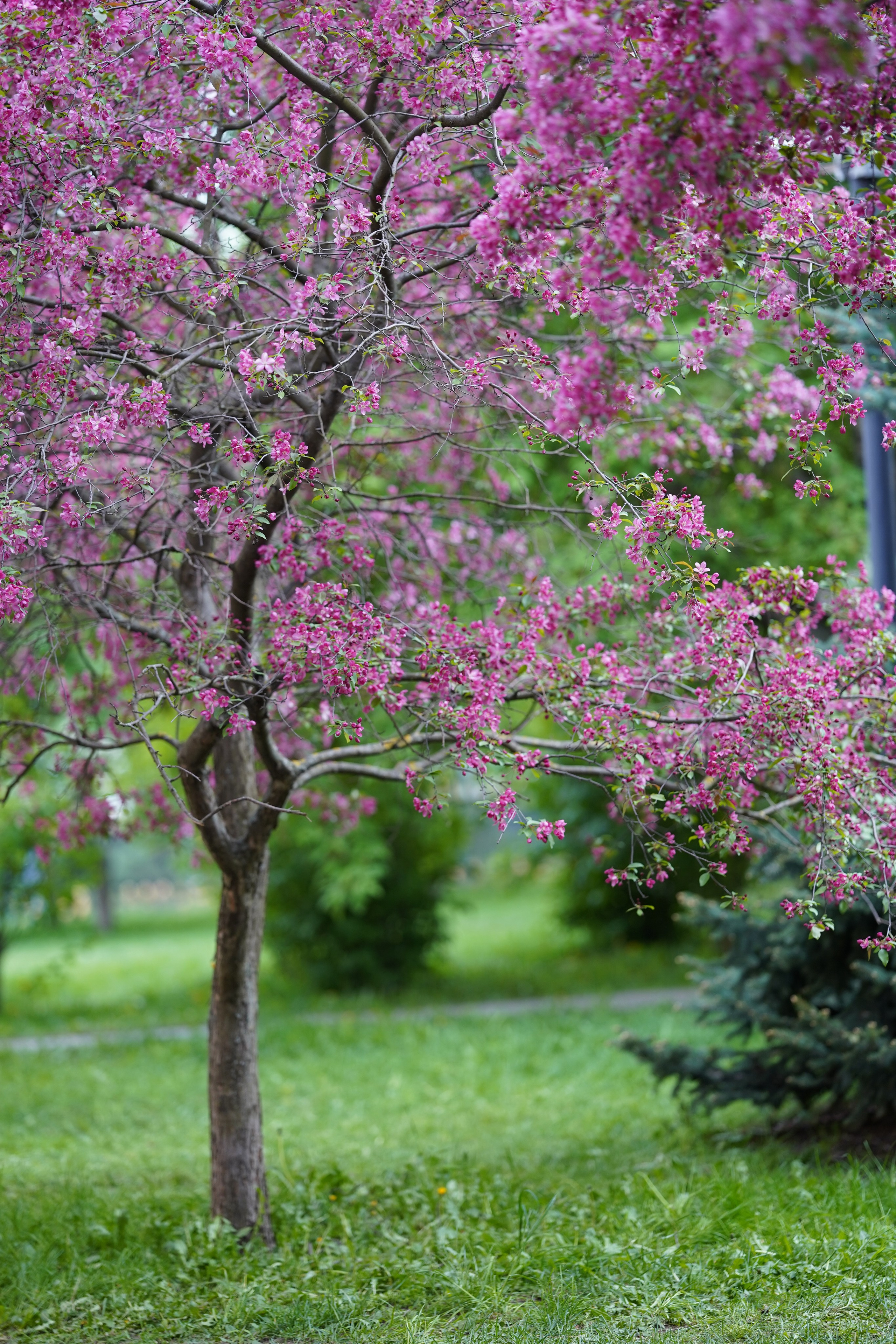 Весна. Фотограф в Москве Мария ~Zagagul~