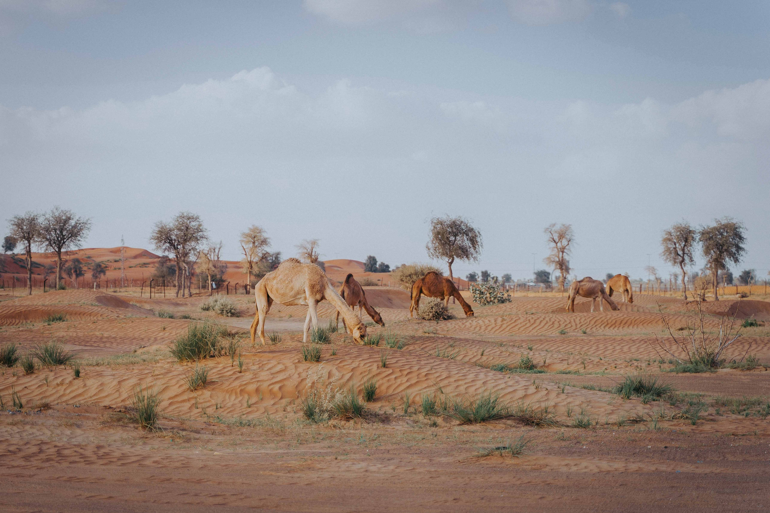Anniversary in desert