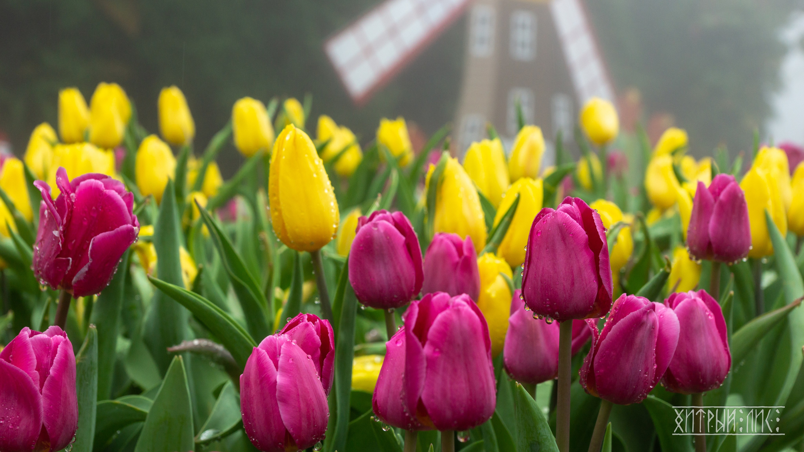 Вьетнам. Фотограф-путешественник Самойлов Максим «Sly Fox»