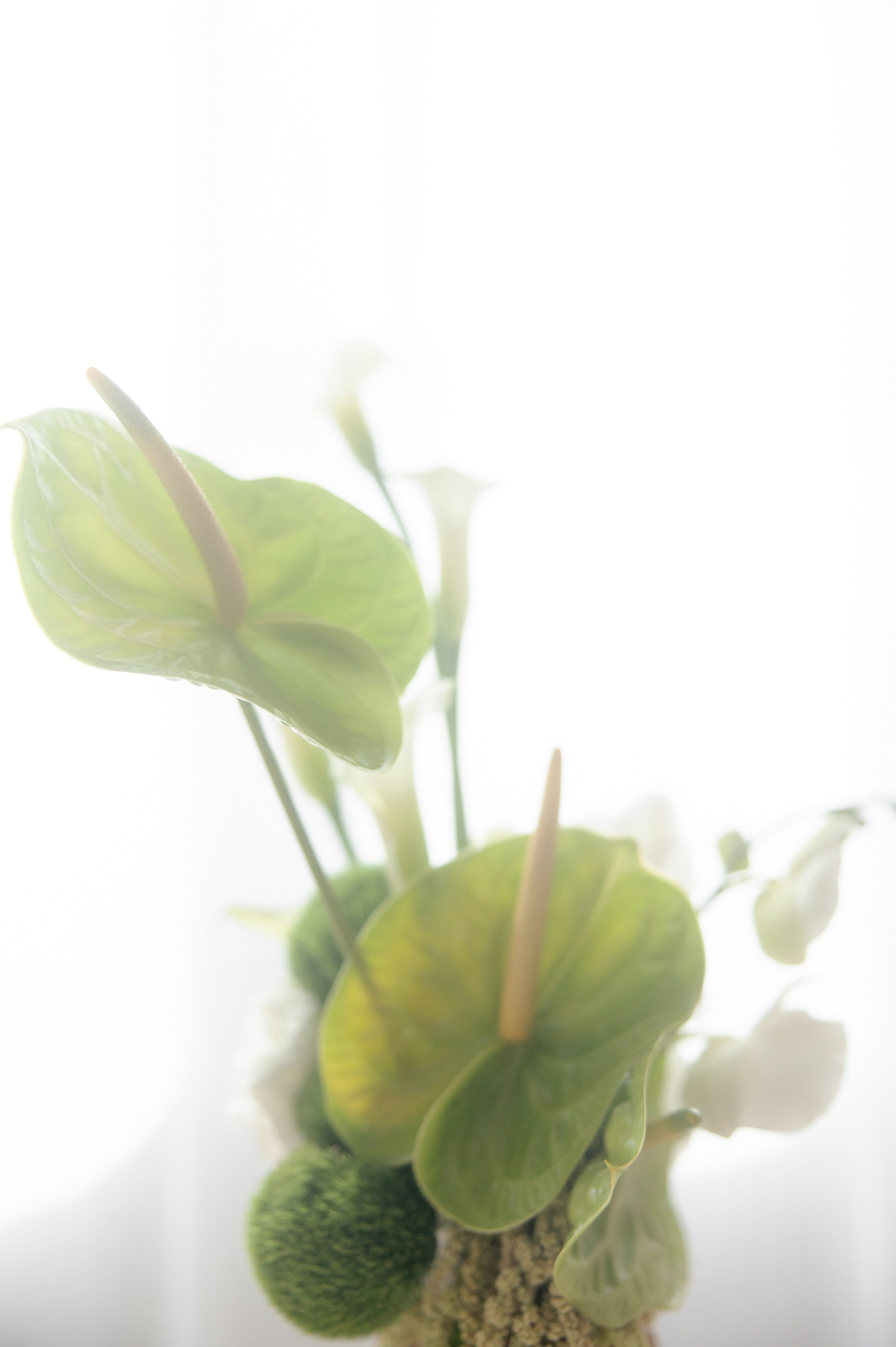 Tanya & Ilya WEDDING. Антон Прокопенков Свадебный Фотограф +7(916) 013-35-12