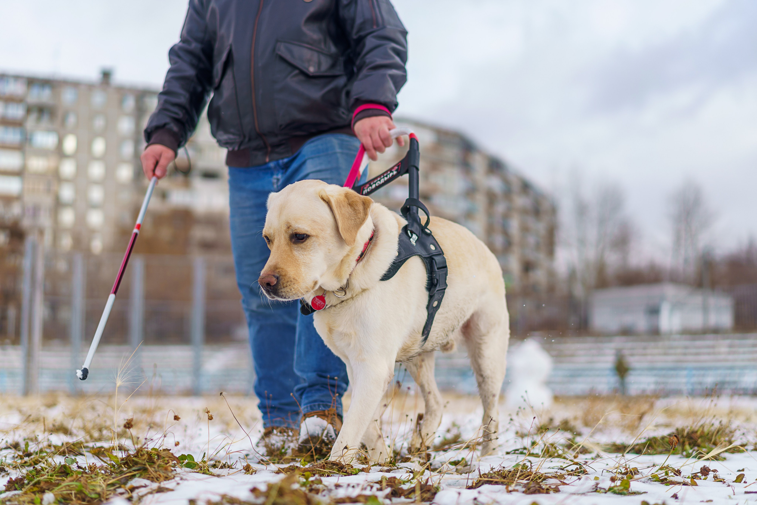Юрий и собака-поводырь Ямал. Фотограф Челябинск · Ольга Серебрякова
