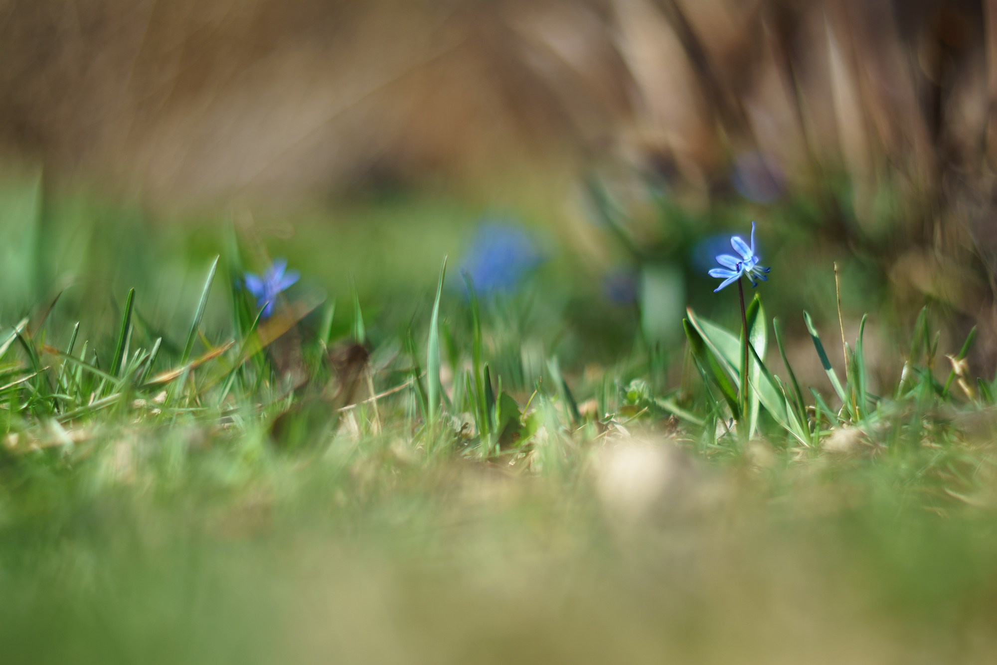 Цветы. Ваш личный фотограф Марина Волкова