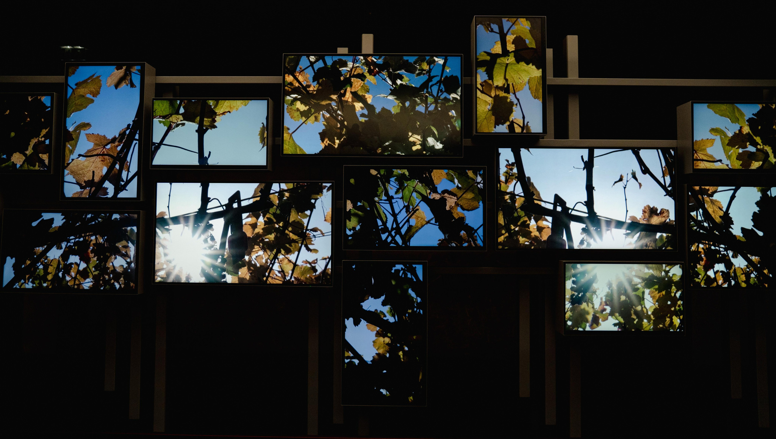 Champagne 2025. Фотограф в Крыму Алевтина Швец