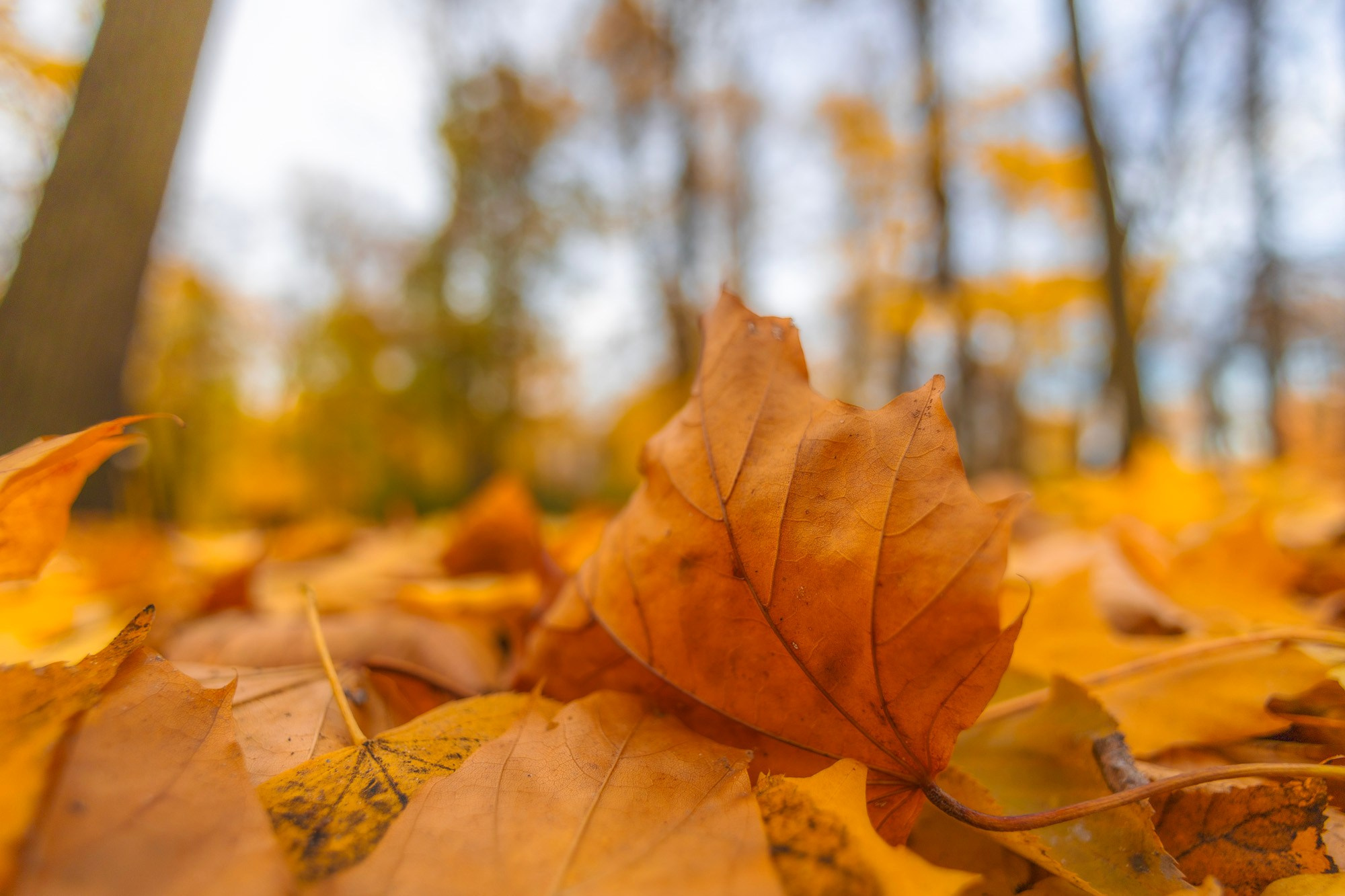 Autumn Series. Самид Али, фотограф из Санкт-Петербурга, Россия