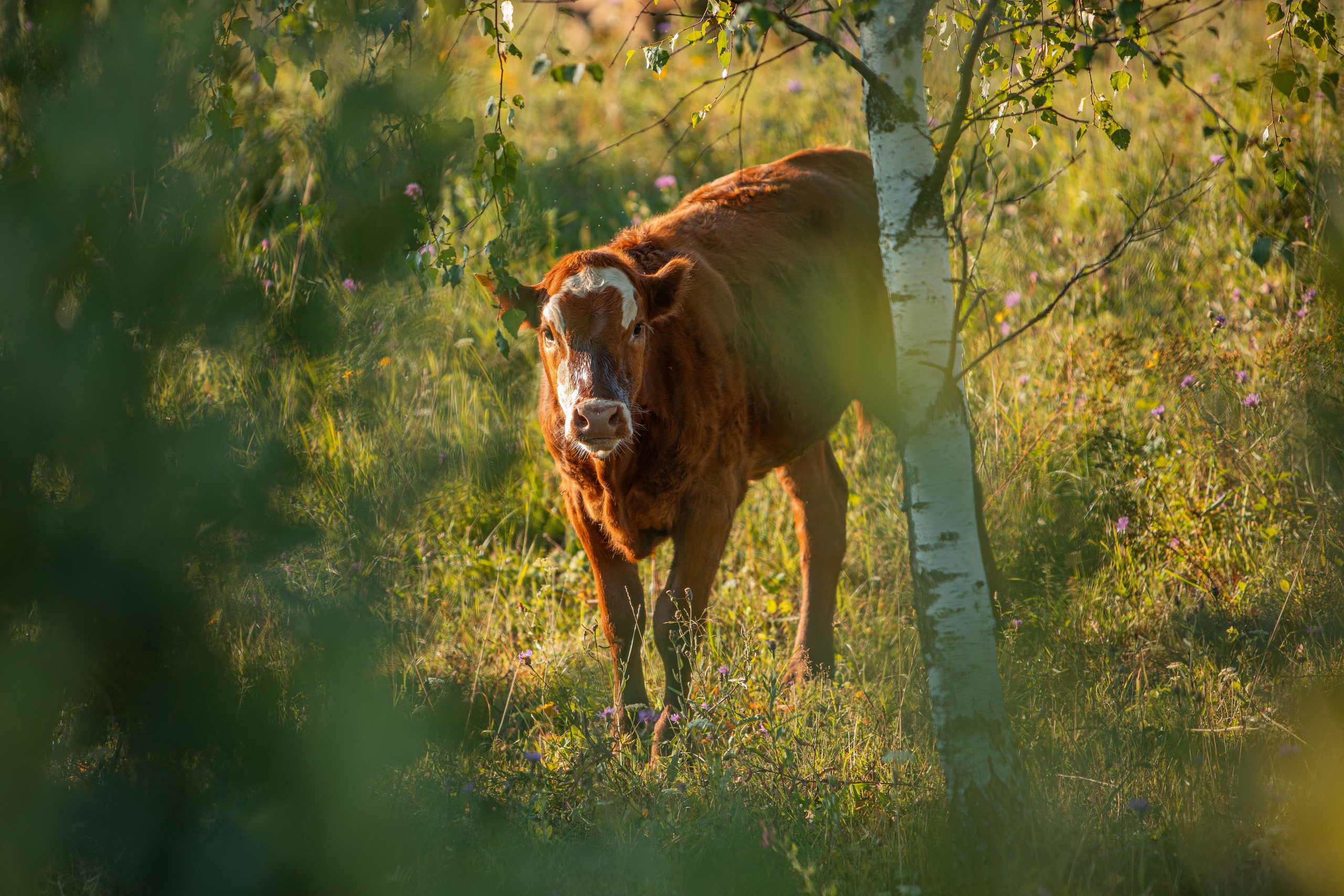 Село Тимирязево, Лухский район. Фотограф Сергей Ловкий