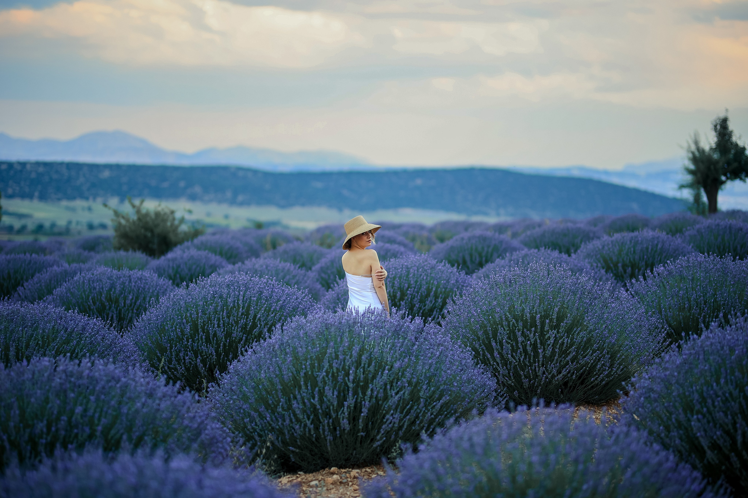 Lavender fields in Turkey