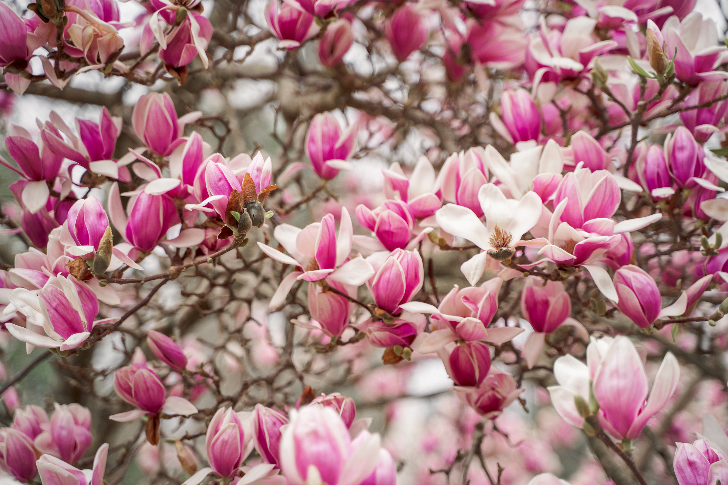 Никита и Александра. Свадебный и семейный фотограф в Туле Олег Славин