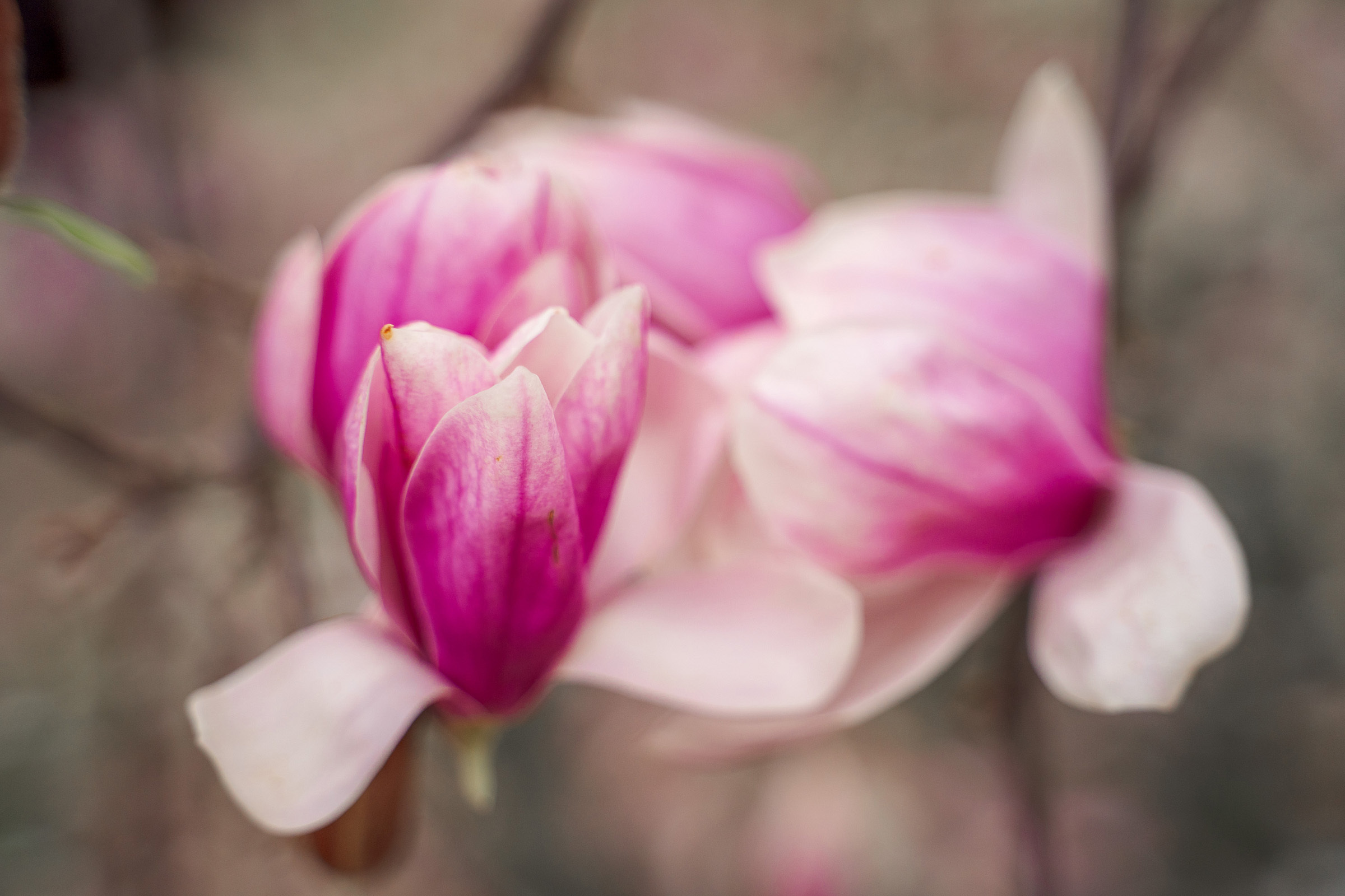 Никита и Александра. Свадебный и семейный фотограф в Туле Олег Славин
