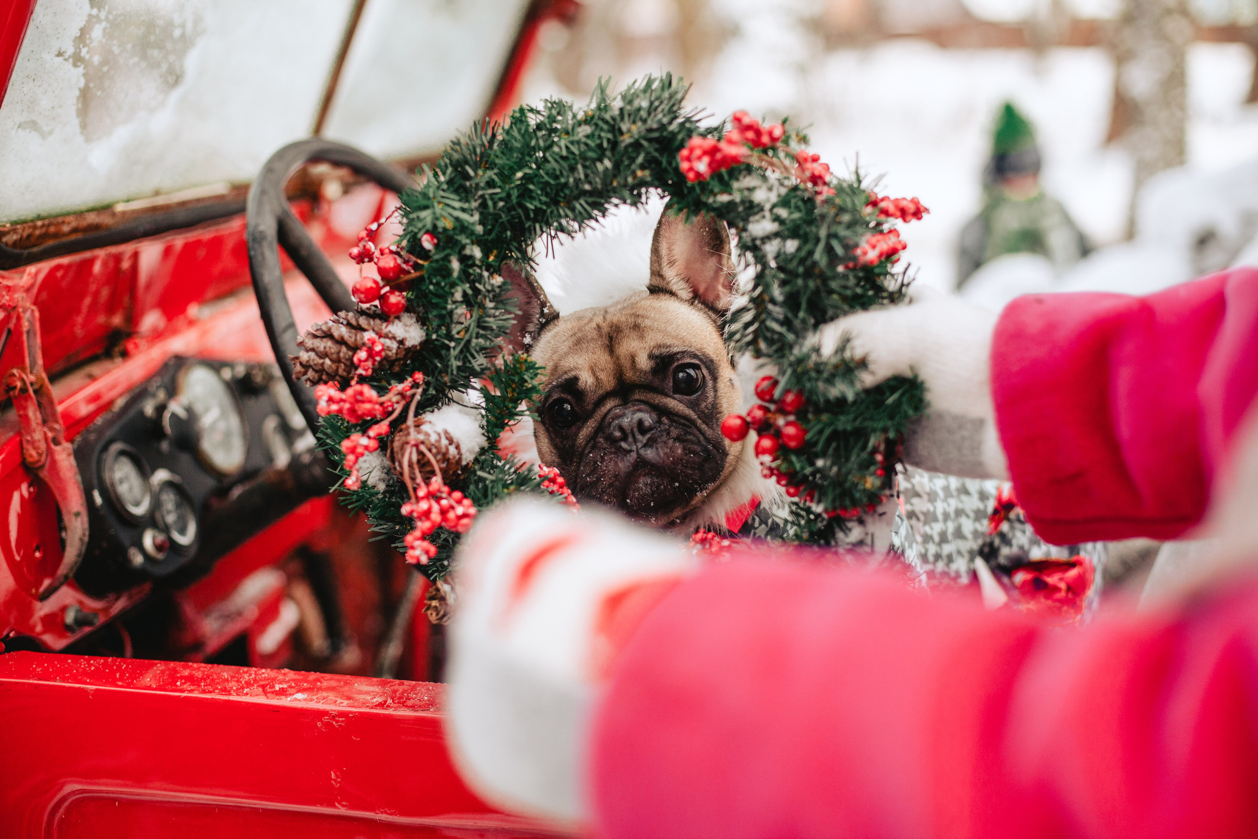 Зингер дача. Фотограф-анималист Татьяна Степанова