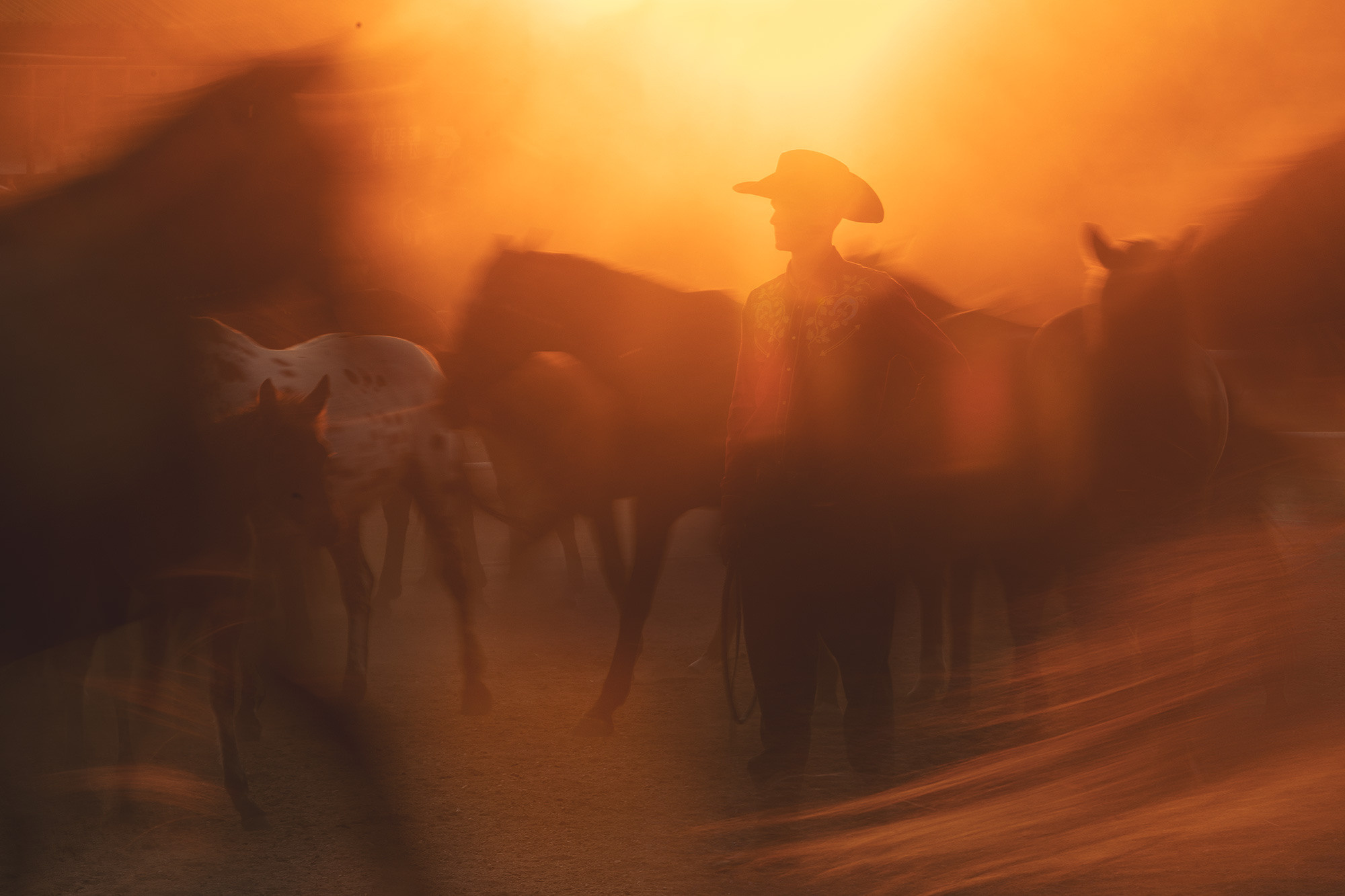 Лошади. Фотограф Анастасия Ветковская, Москва