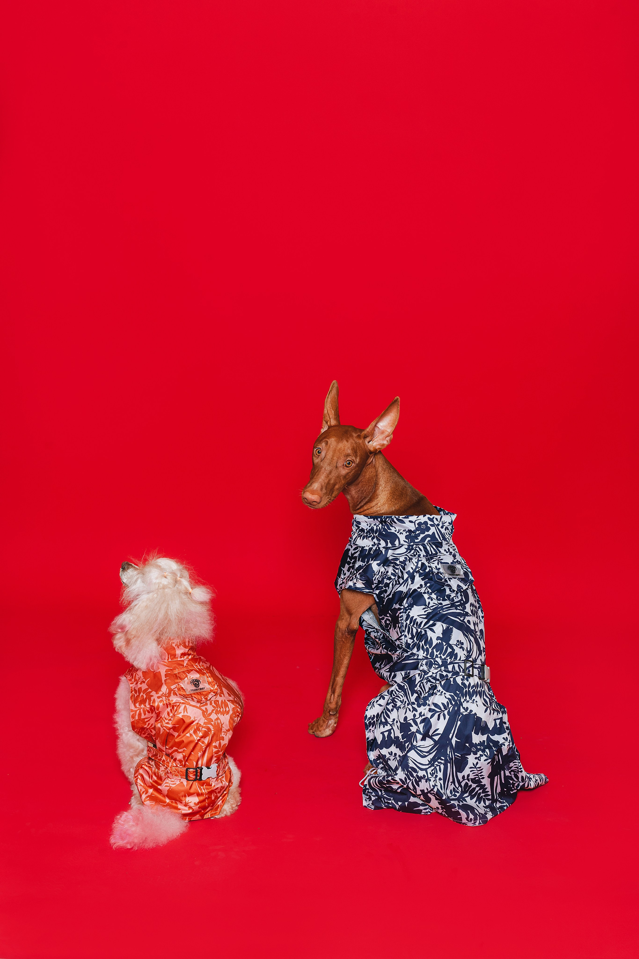 Съемка для бренда TEDDYBOY. Фотограф-анималист Татьяна Степанова