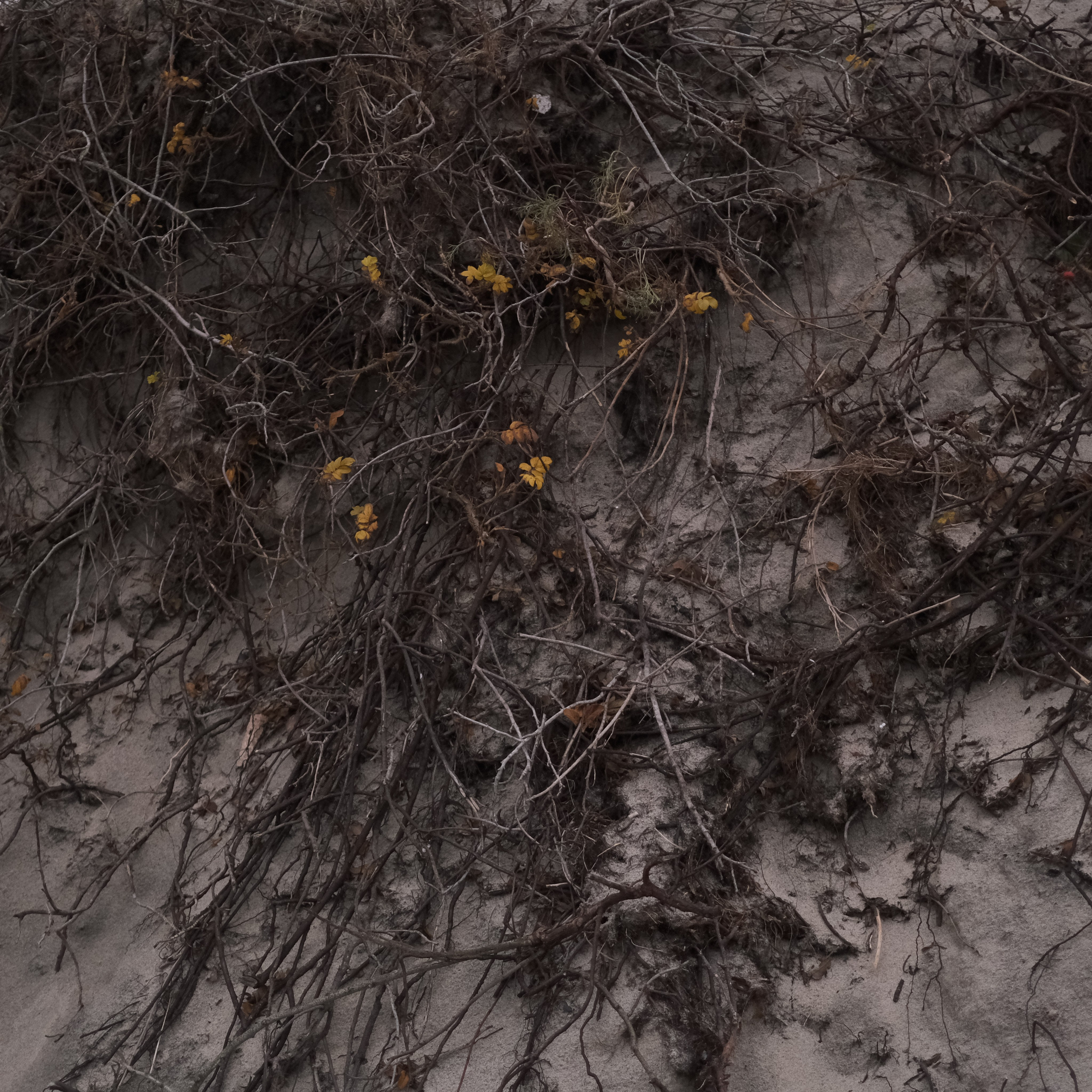 Калининград. LIYALEE PHOTO