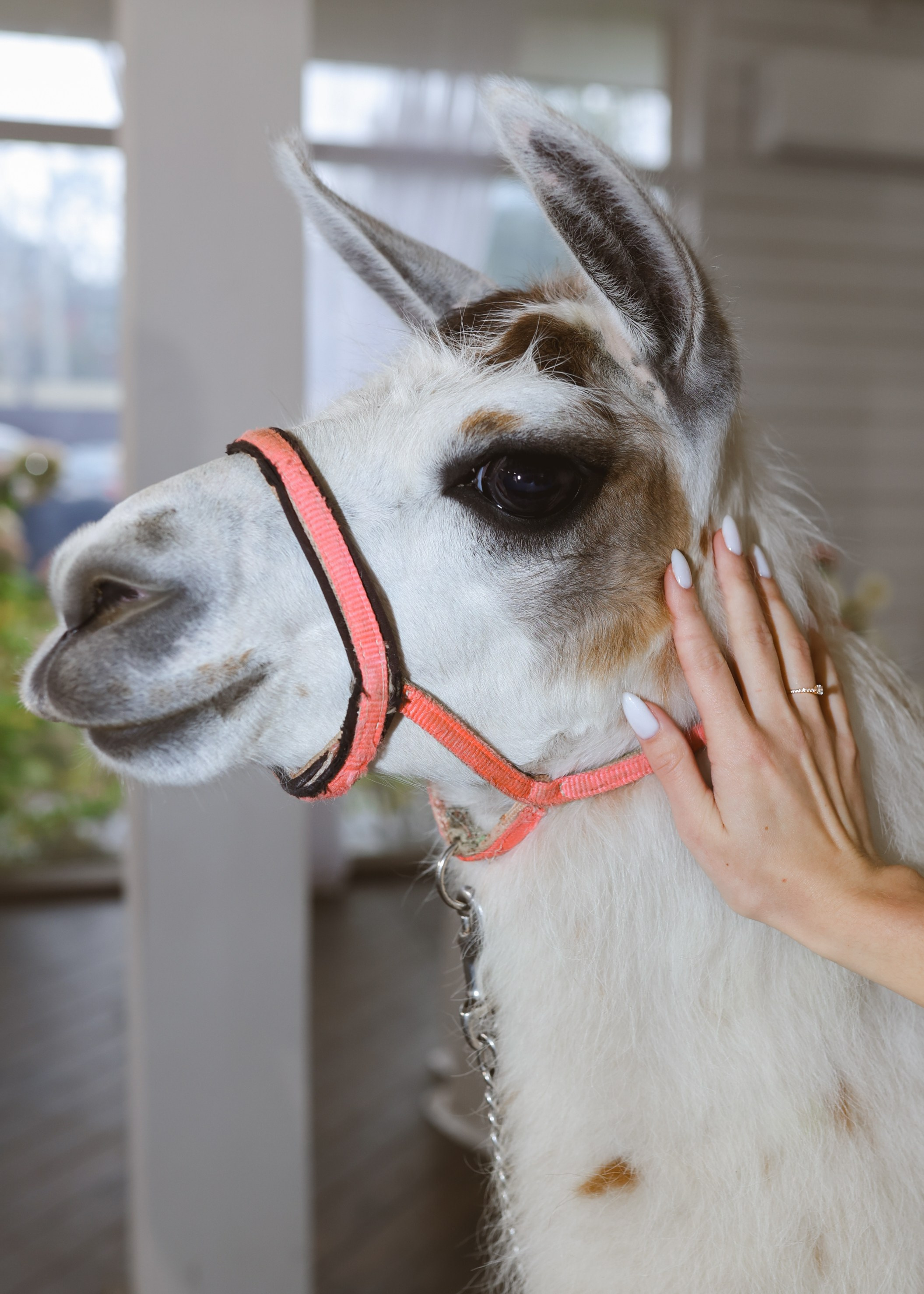 Зеленоградский ЗАГС. Свадебный фотограф Курзина Ольга | Москва