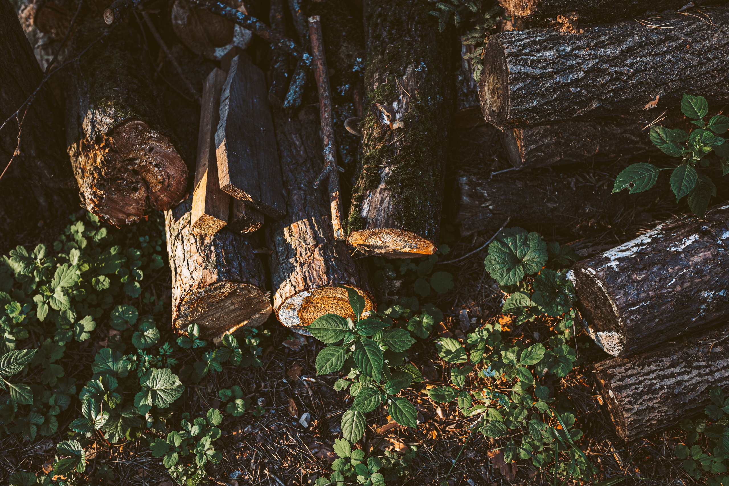 Хижина Хагрида. Свадебный фотограф Курзина Ольга | Москва