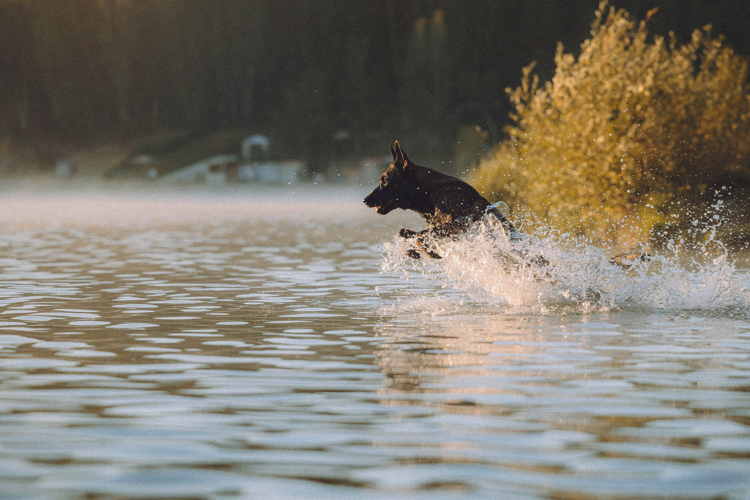 Таня, Ерш и Оллик