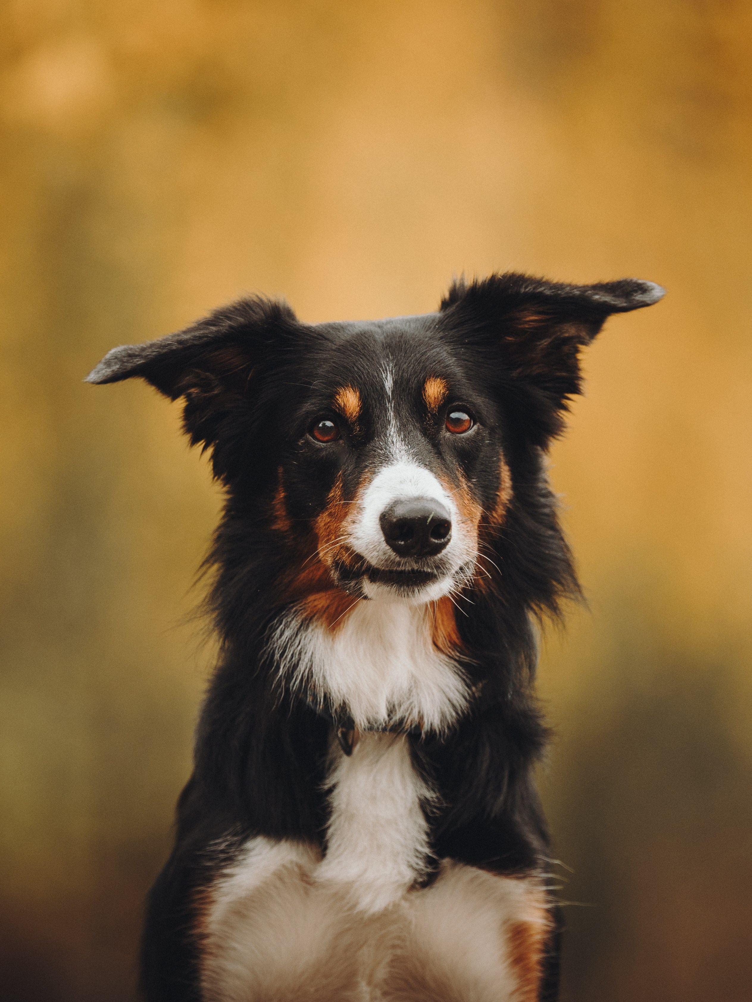 Аня, Оскар и Яр. Семейный фотограф анималист Ананьева Мария — Москва