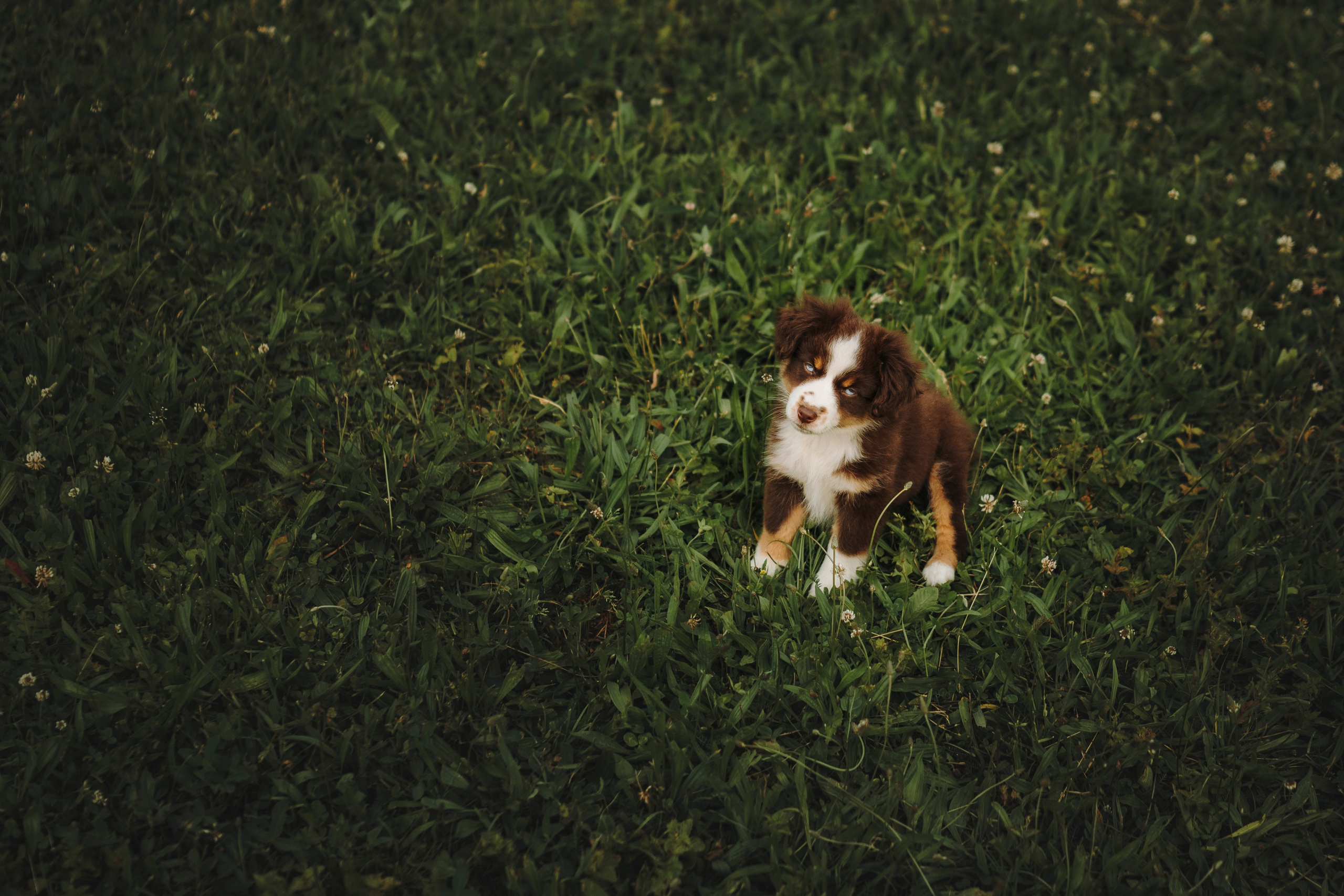 Вика, Ари и Нави. Семейный фотограф анималист Ананьева Мария — Москва