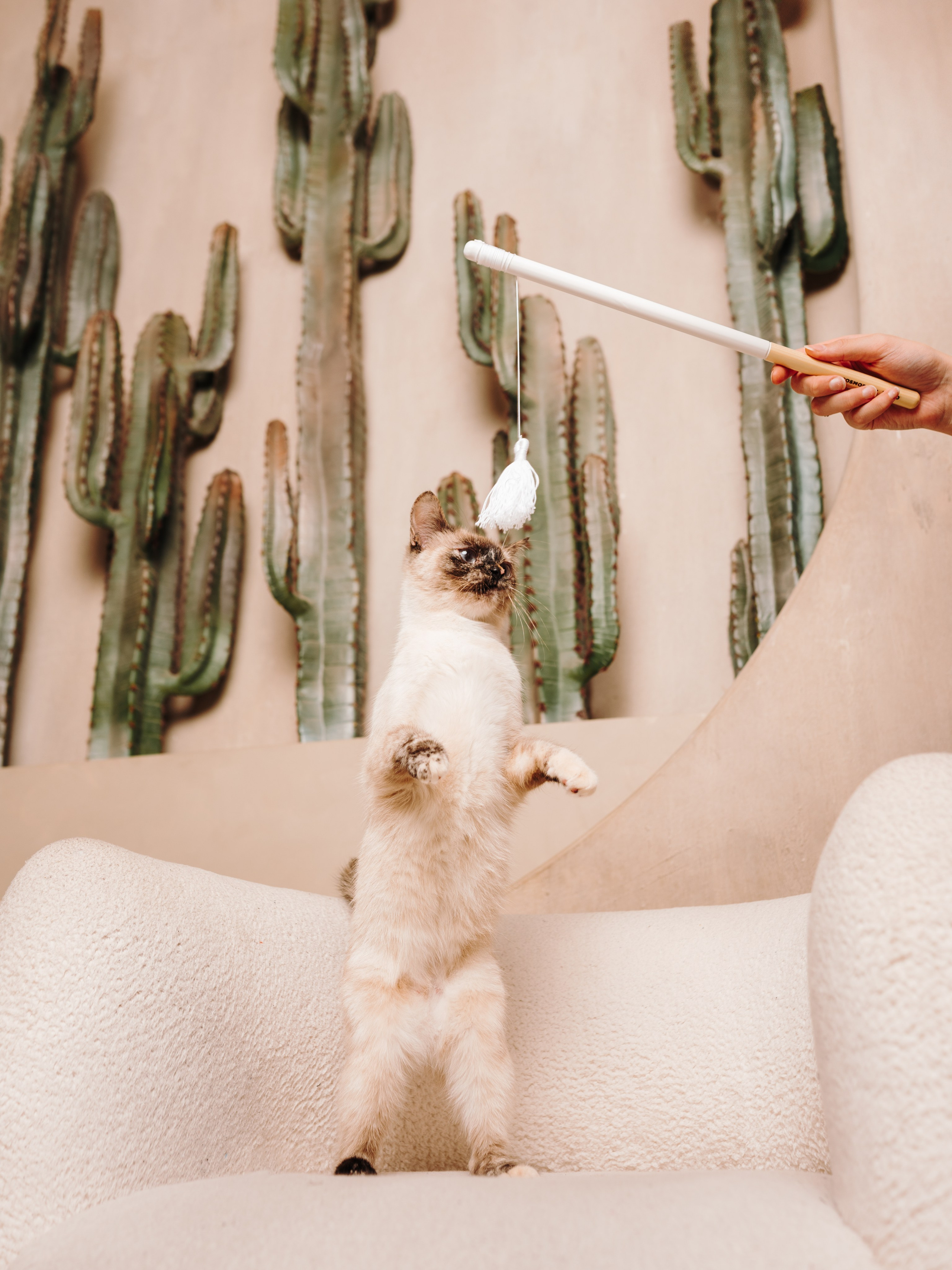 Cosmodog. Миски и лакомства. Семейный фотограф анималист Ананьева Мария — Москва