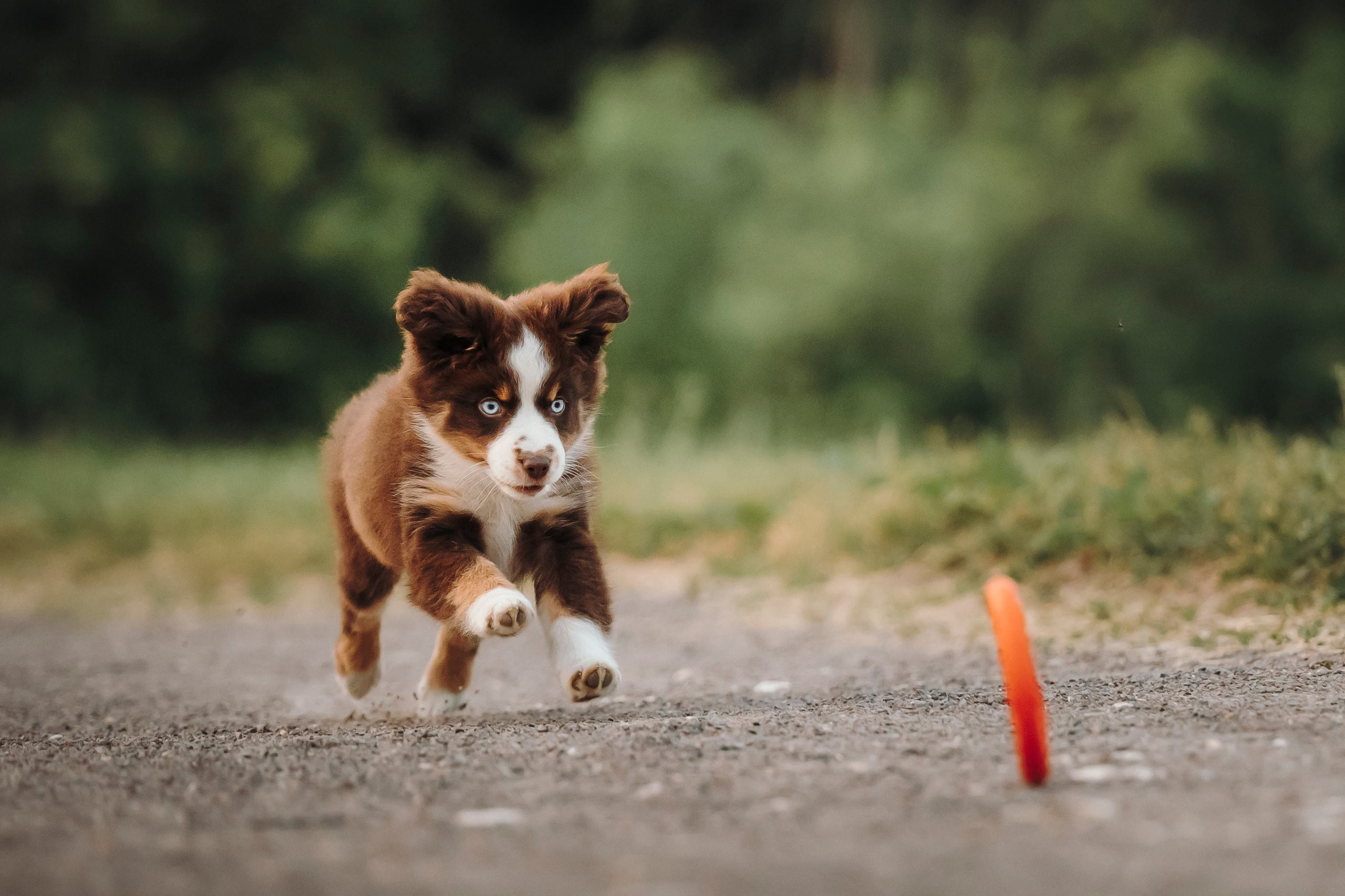 Вика, Ари и Нави. Семейный фотограф анималист Ананьева Мария — Москва