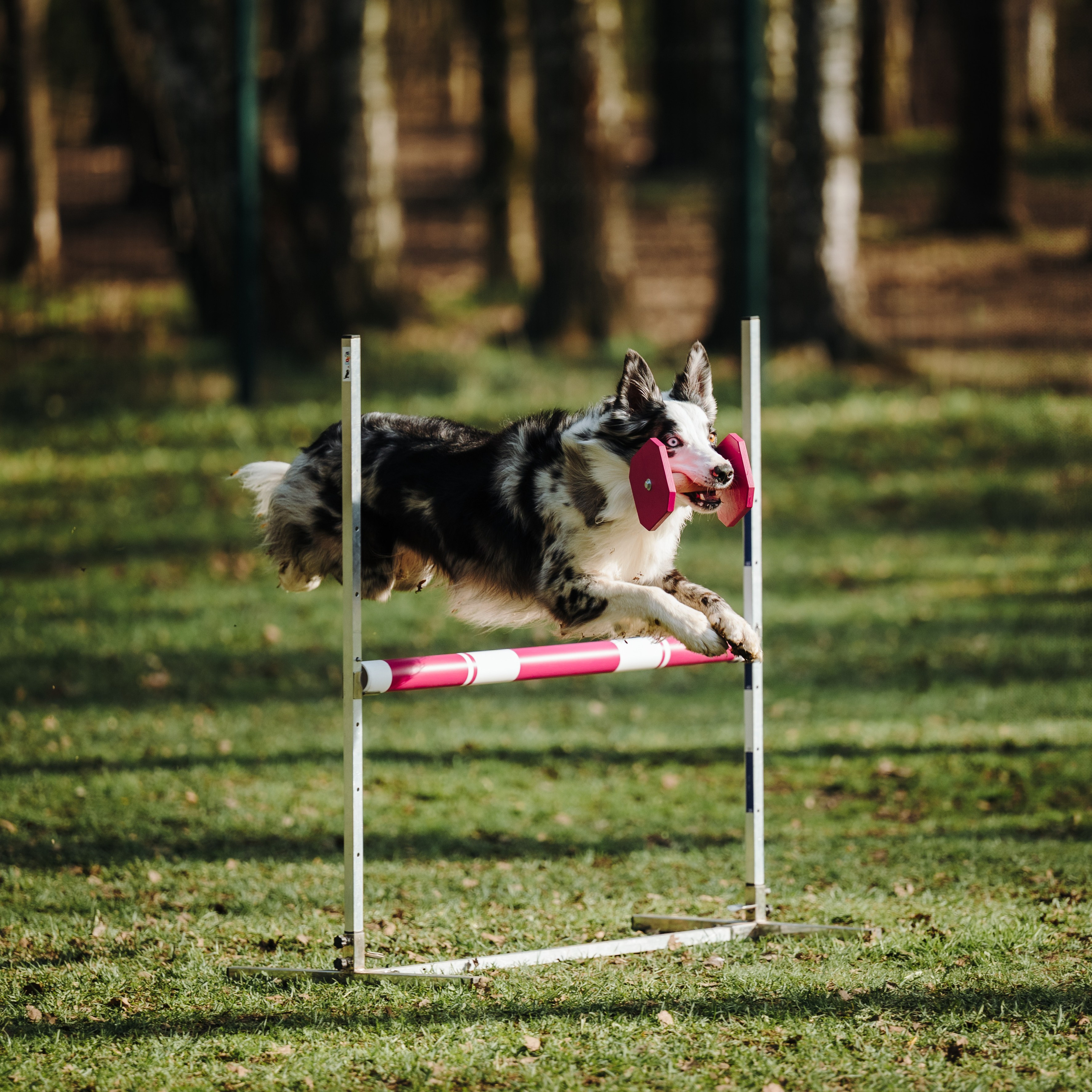 Обидиенс. Семейный фотограф анималист Ананьева Мария — Москва
