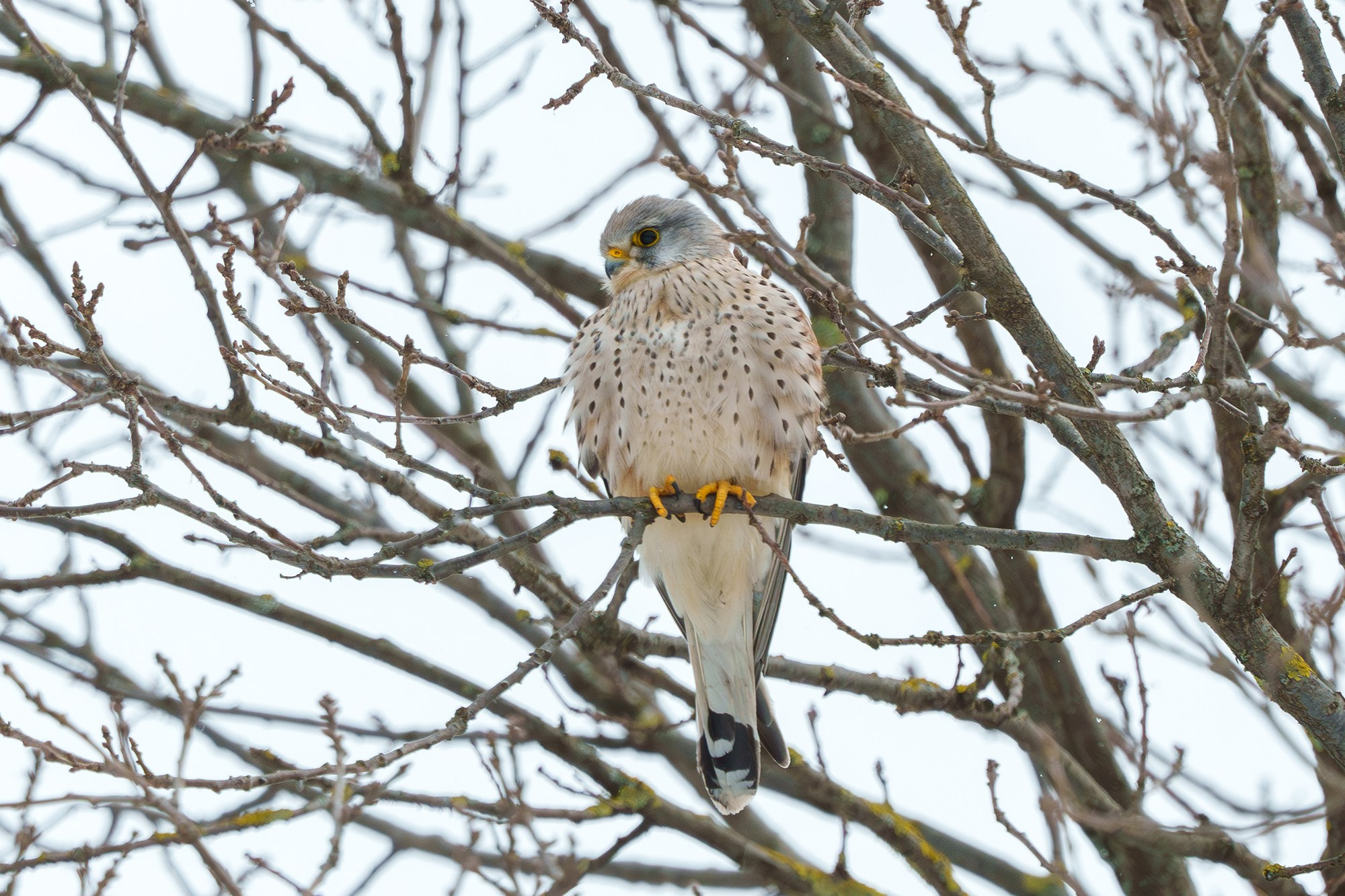 Удивительные мир птиц. Вокруг нас столько прекрасного — присмотритесь!. Ваш личный фотограф Марина Волкова